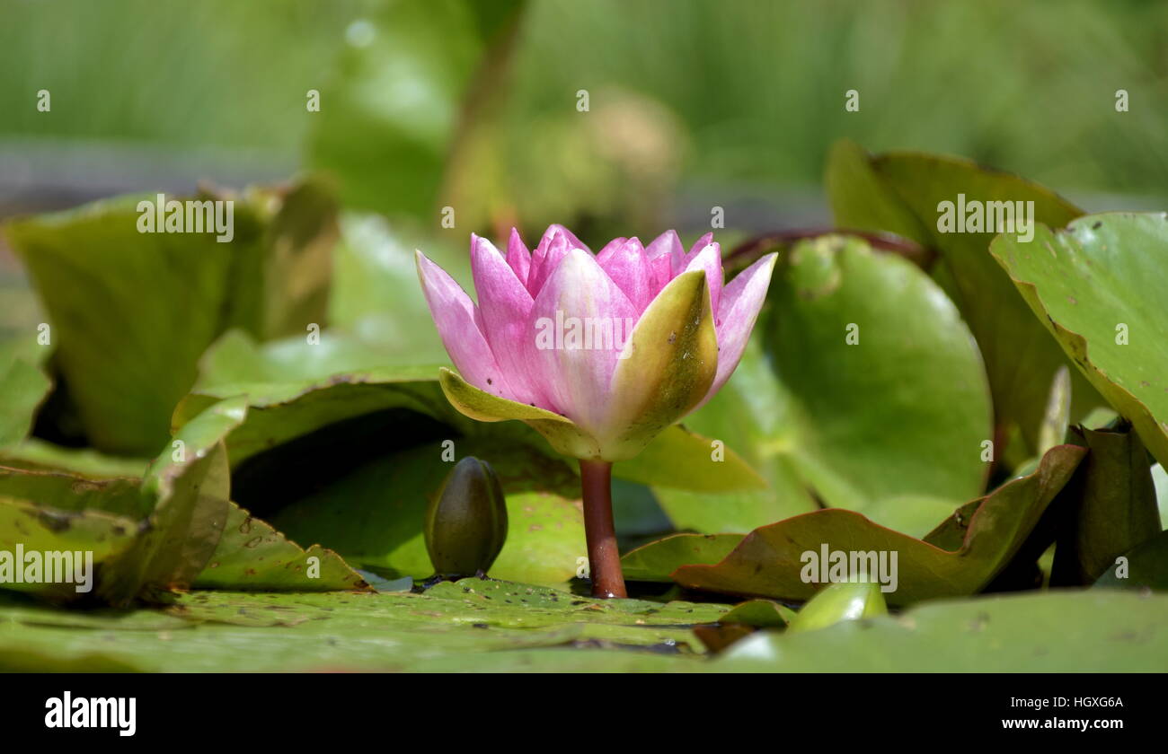 Eye level view of single pink waterlily growing up from water surrounded by leaves Stock Photo