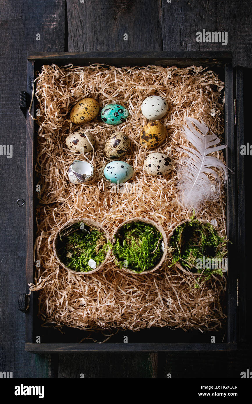 Colorful Easter quail eggs Stock Photo