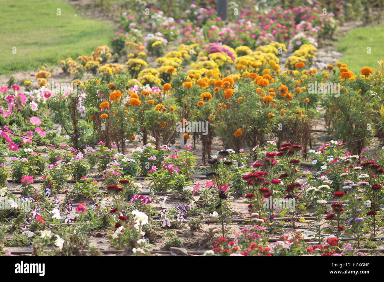 Garden nature flowers hi-res stock photography and images - Alamy