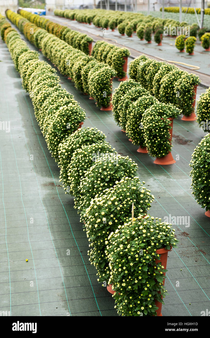 Rows of flowerpots with chrysanthemum flowers growing and blooming on the wet tiled floor of outdoor plantation Stock Photo