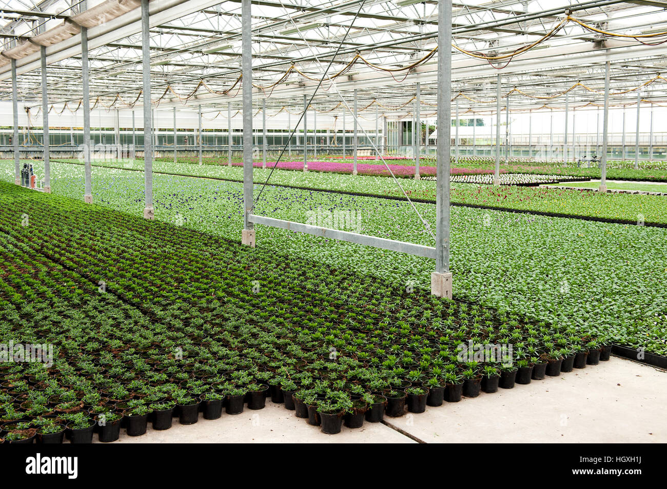 Indoor flower cultivation method - green floor of planting stock greenhouse covered with flower pots Stock Photo