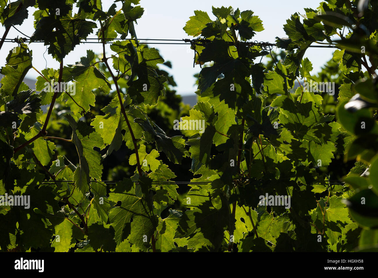 Firestone Vineyard. Aug, 2016. Santa Barbara County, California, U.S.A