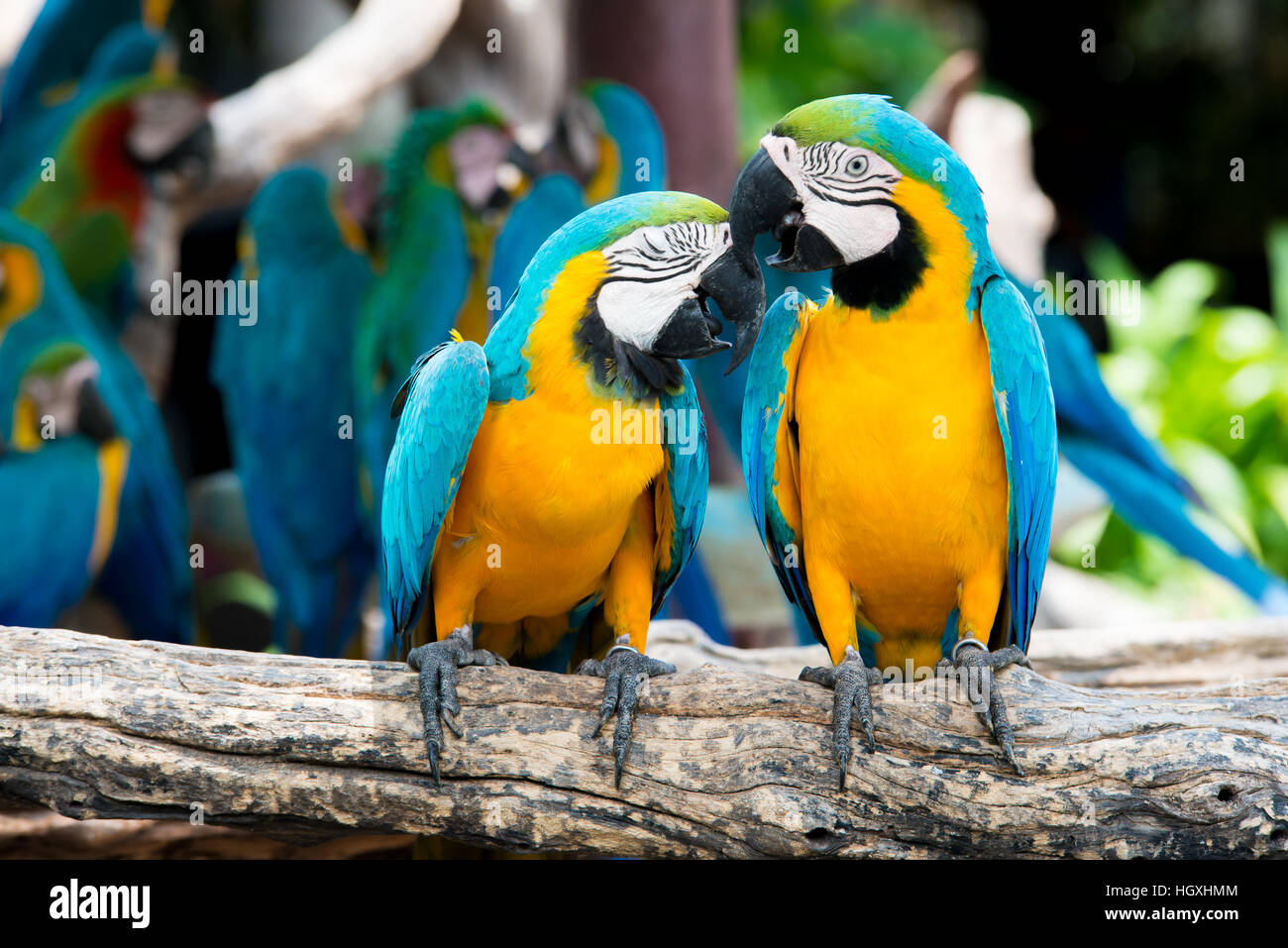 A pair of blue-and-yellow macaws perching at wood branch in jungle. Colorful macaw birds in forest. Stock Photo