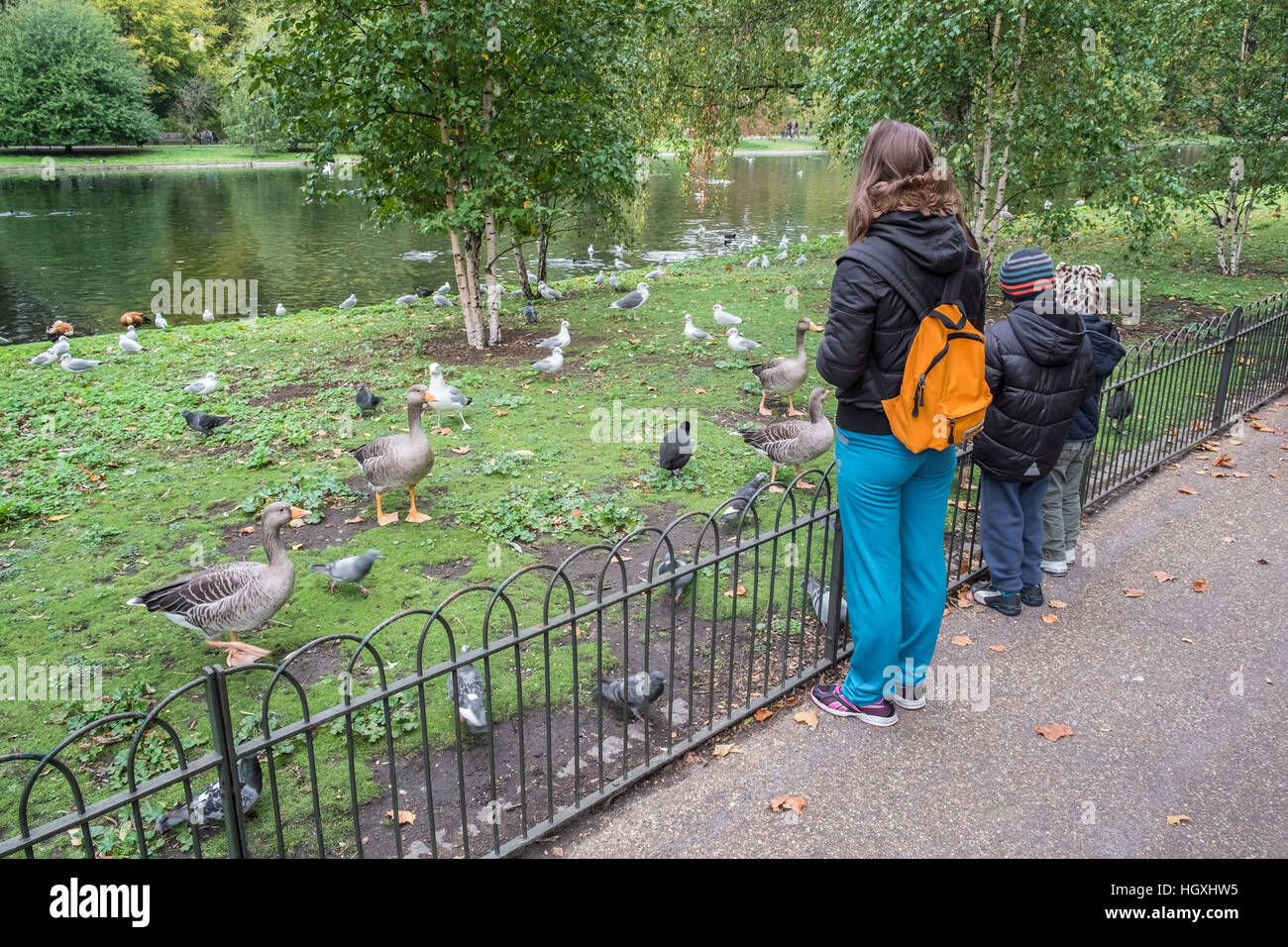Birds Of St James Park High Resolution Stock Photography and Images Alamy