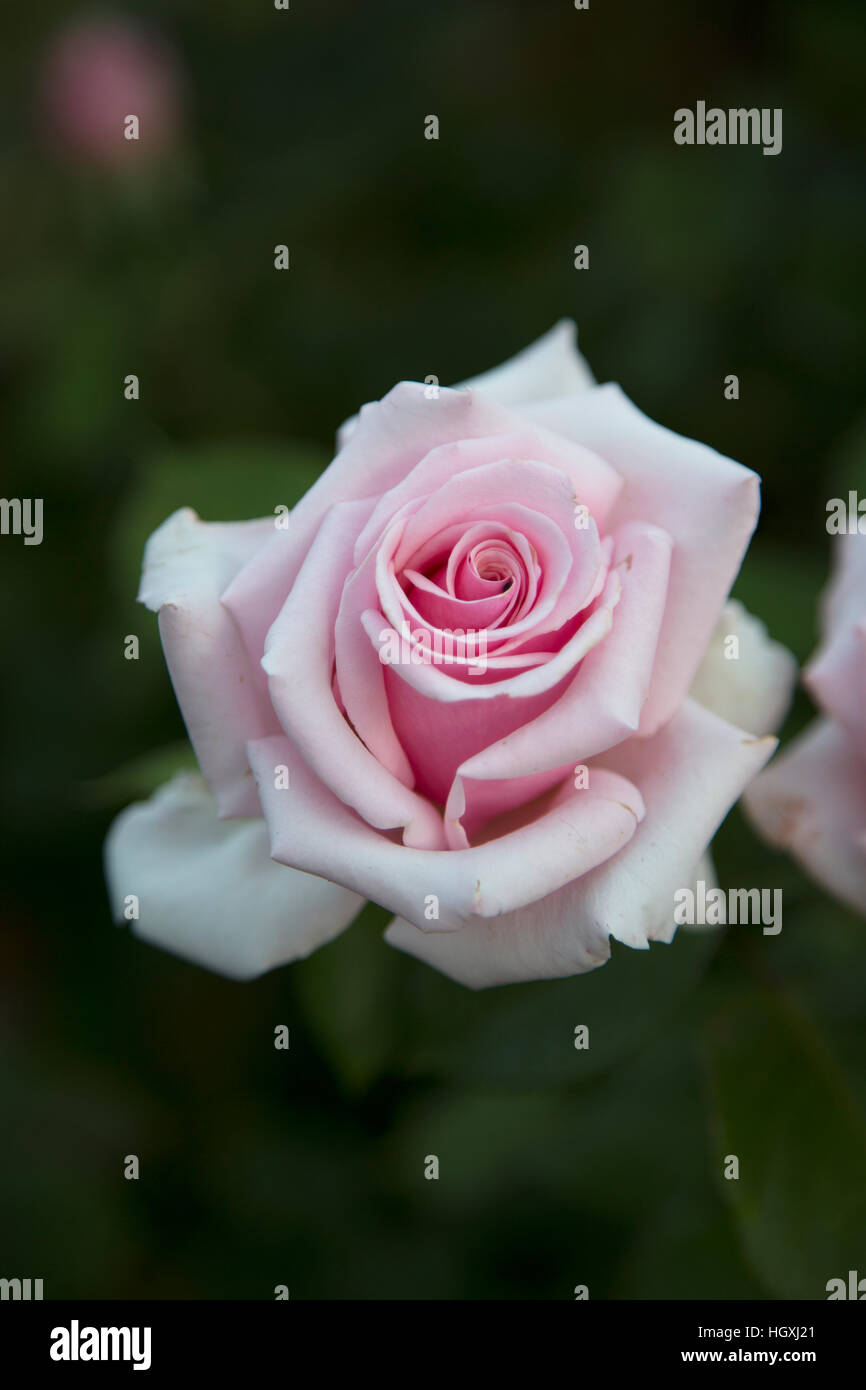 A pink rose flower in a garden in Essex, England Stock Photo Alamy