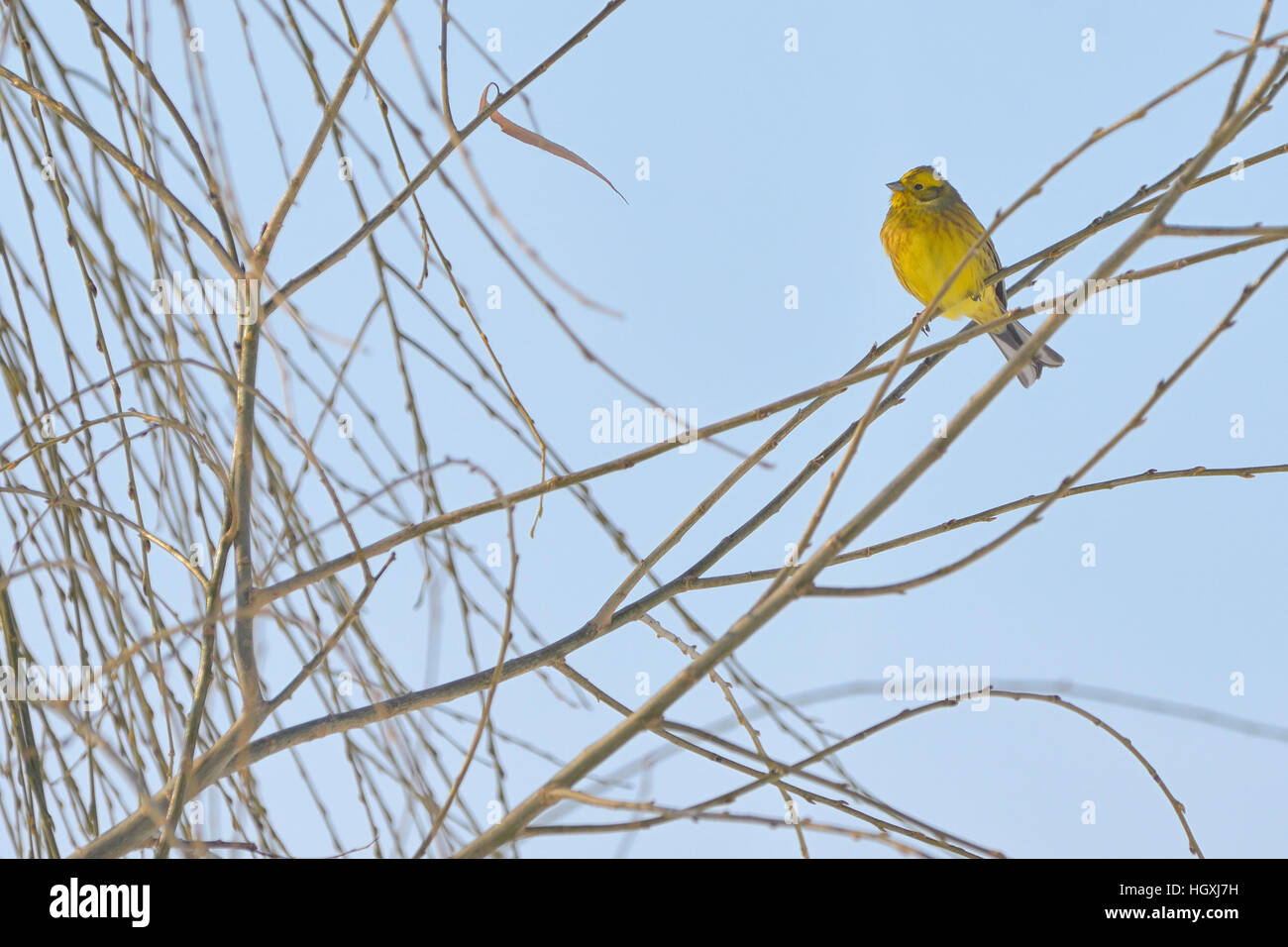 Yellow Warbler (female) in winter time Stock Photo