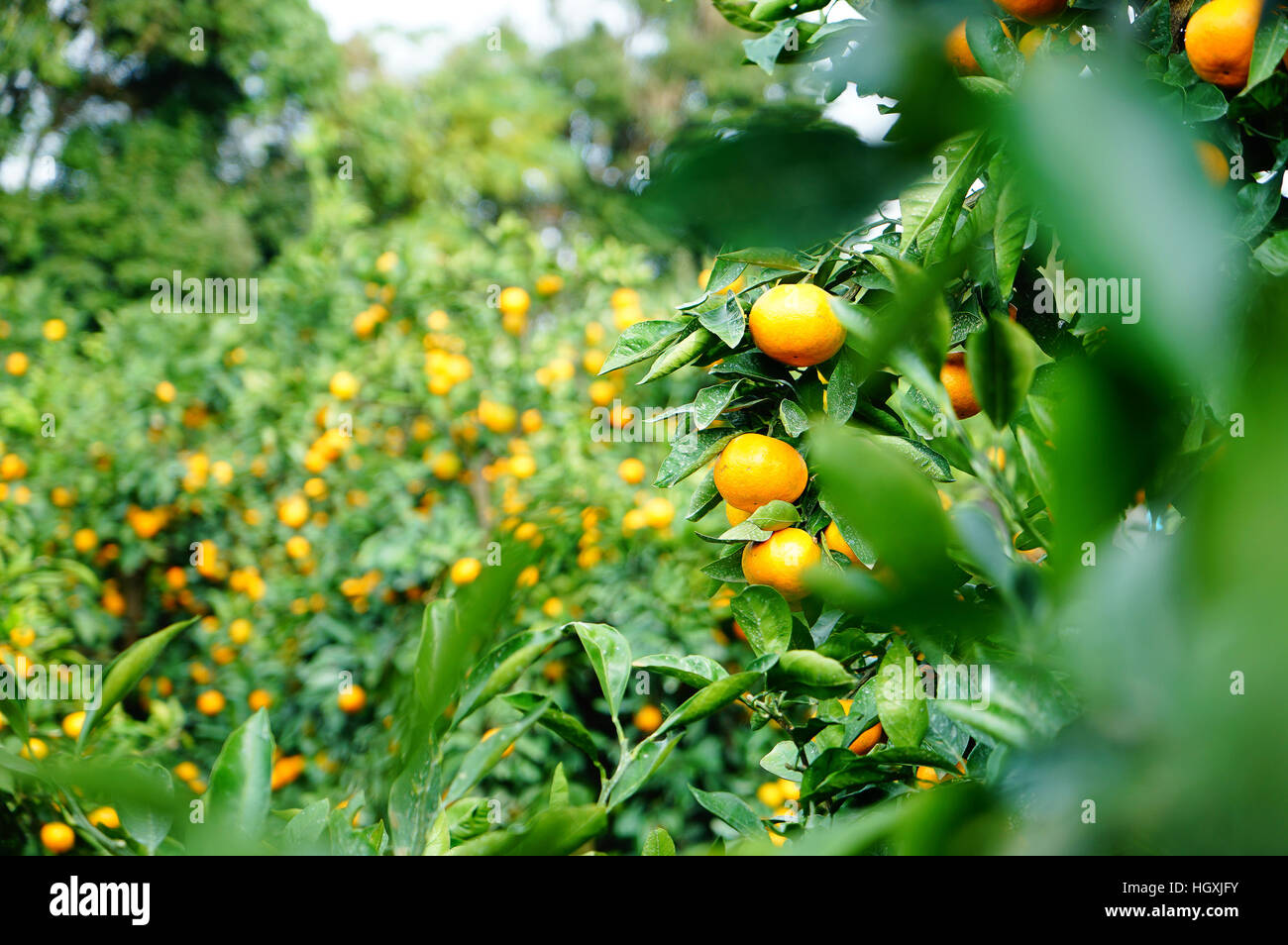 Tangerine orange farm in Jeju island, South Korea Stock Photo Alamy