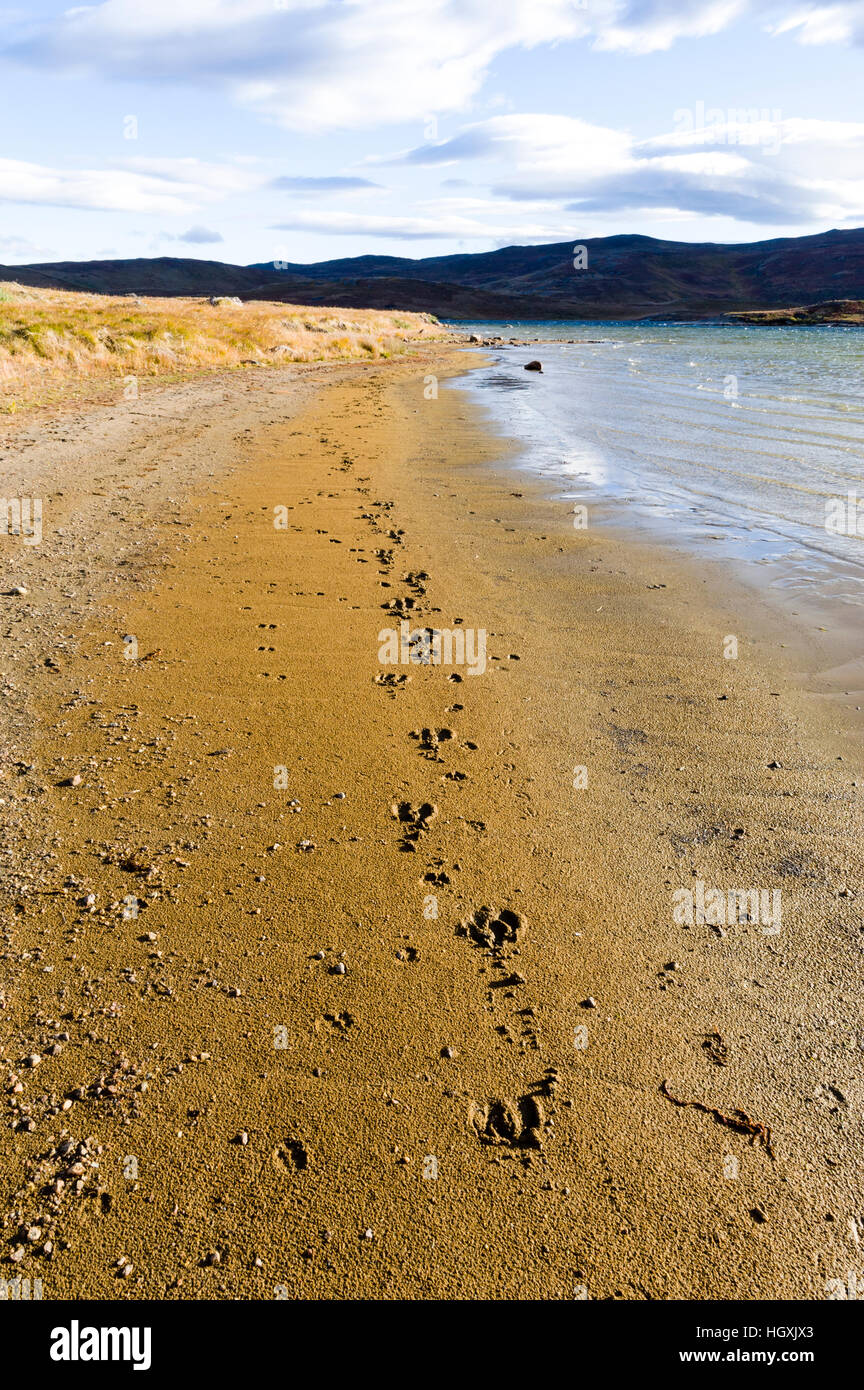 Caribou footprints in the sand on the shoreline of an alpine lake. Stock Photo