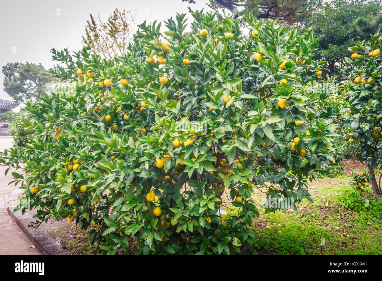 Tangerine orange farm in Jeju island, South Korea Stock Photo Alamy