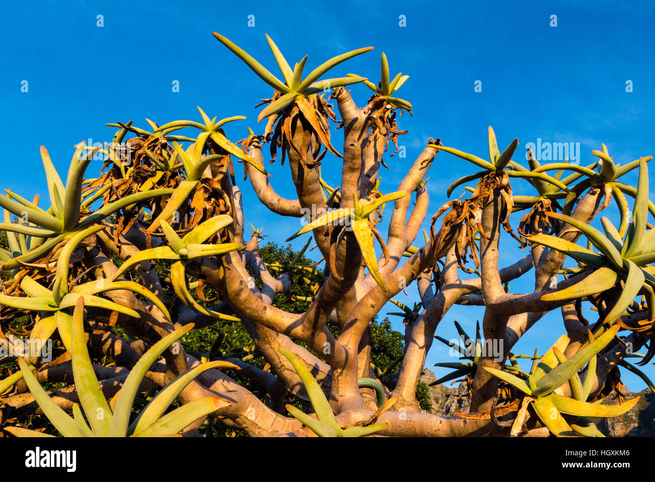 The spikey succulent leaves of a Kokerbom Tree at sunset. Stock Photo