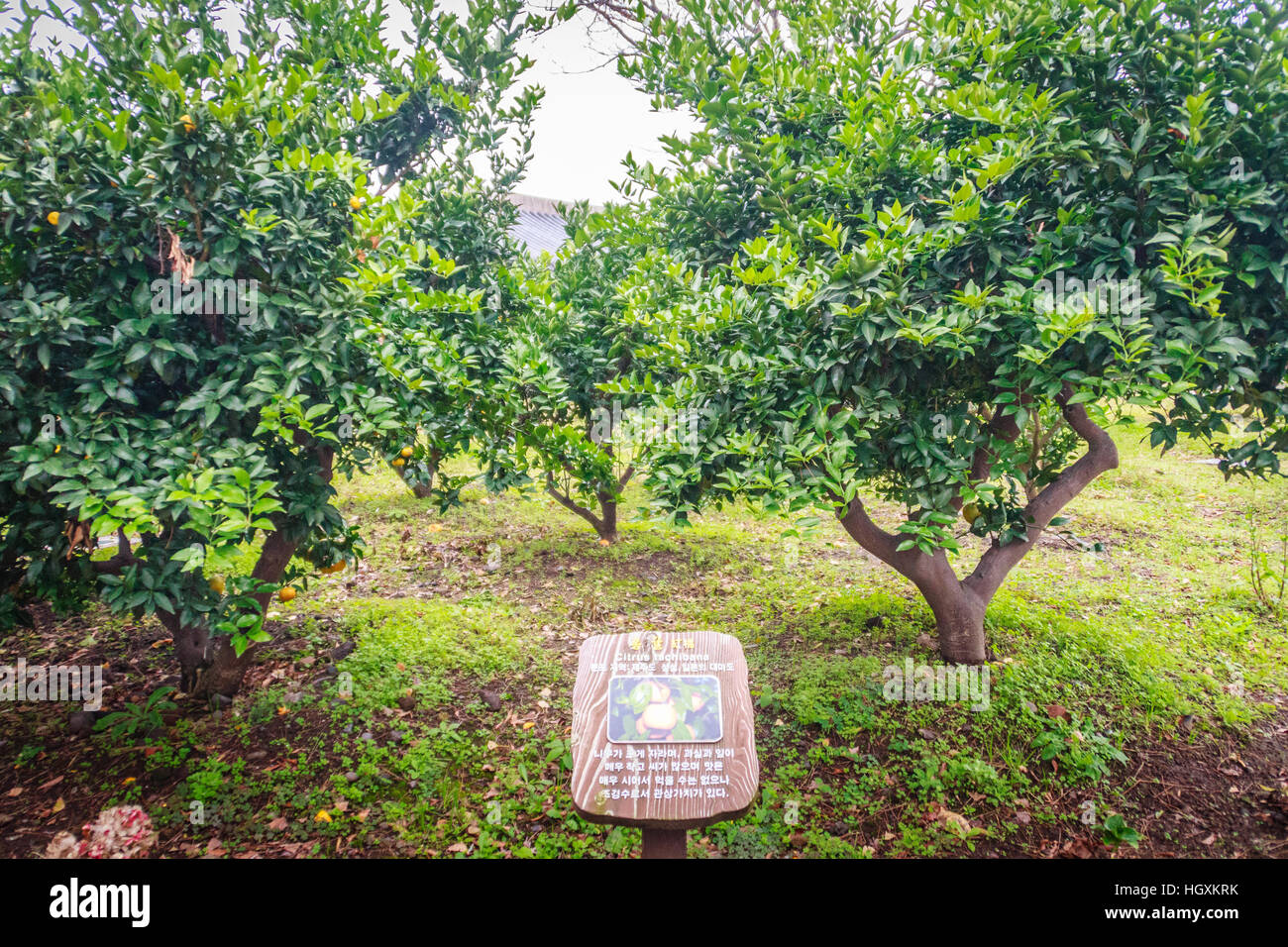 Tangerine orange farm in Jeju island, South Korea Stock Photo Alamy