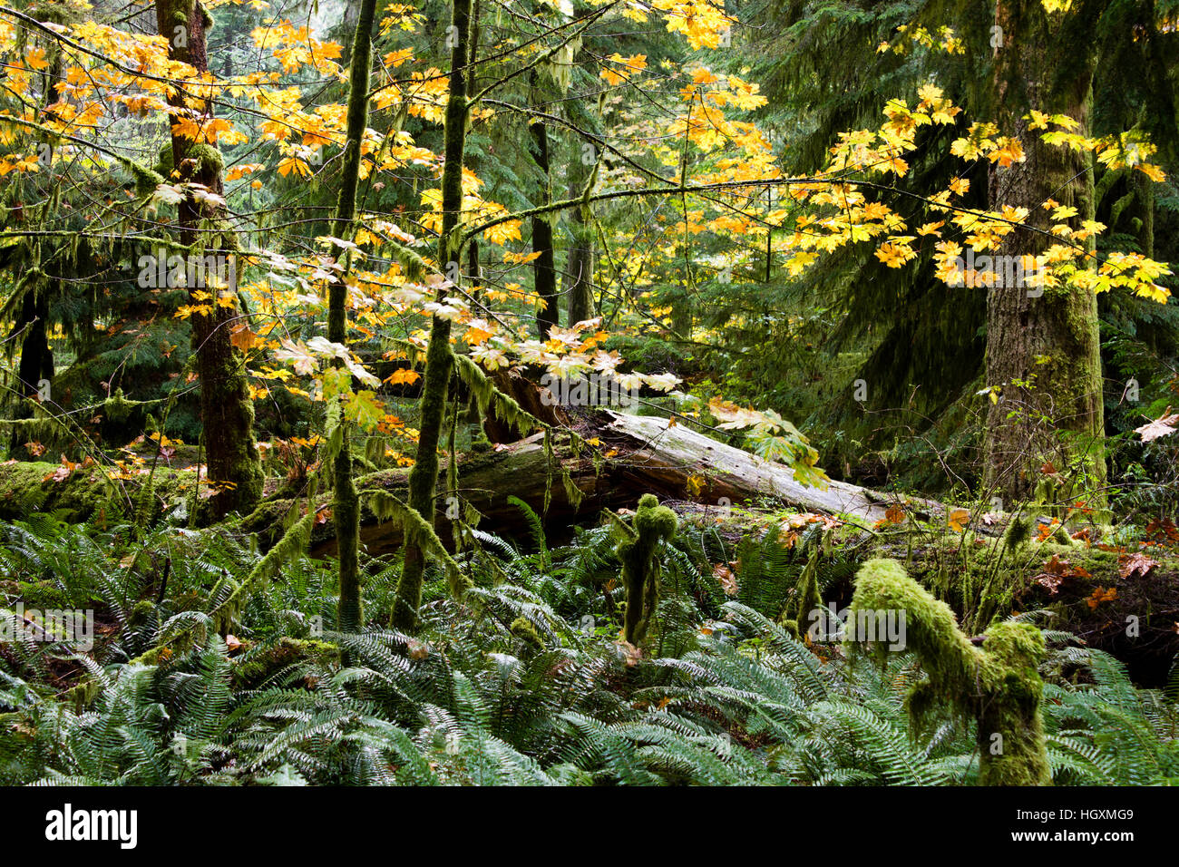 MacMillan Provincial Park is a provincial park on Vancouver Island