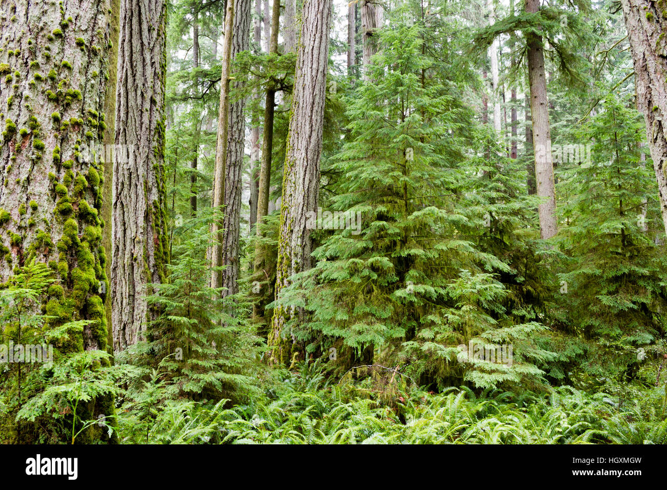 MacMillan Provincial Park is a provincial park on Vancouver Island