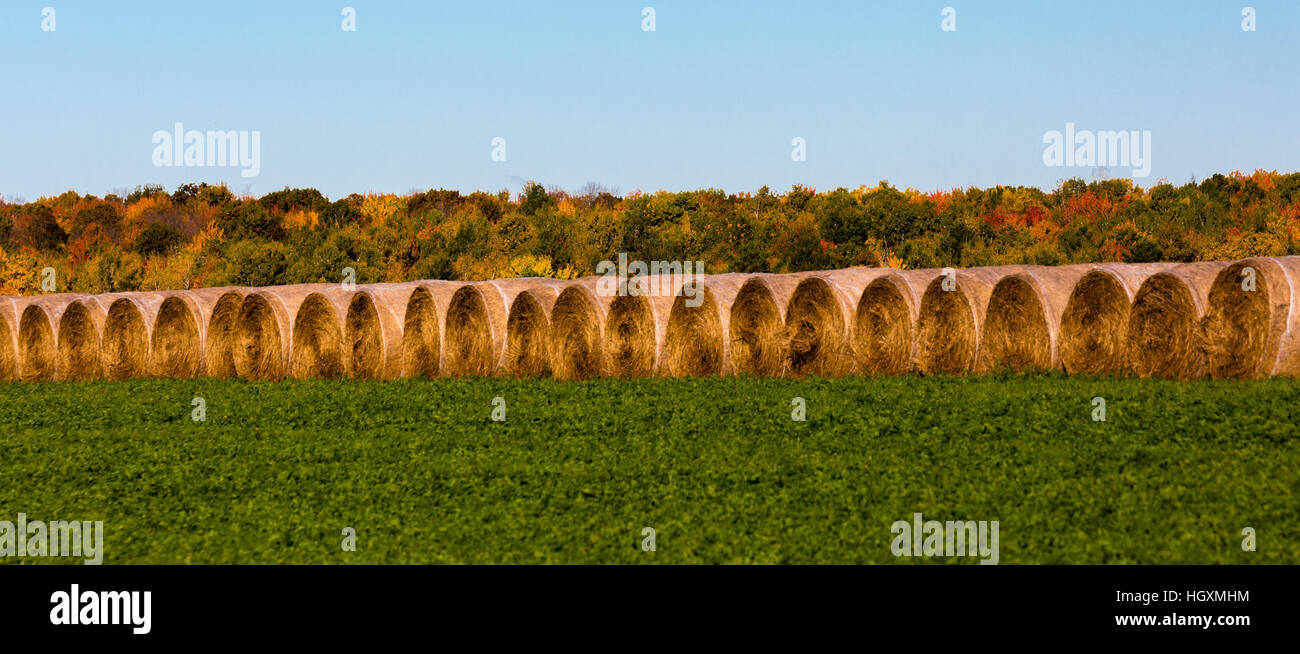 Panoramic image of round bales of hay in the fall. Stock Photo
