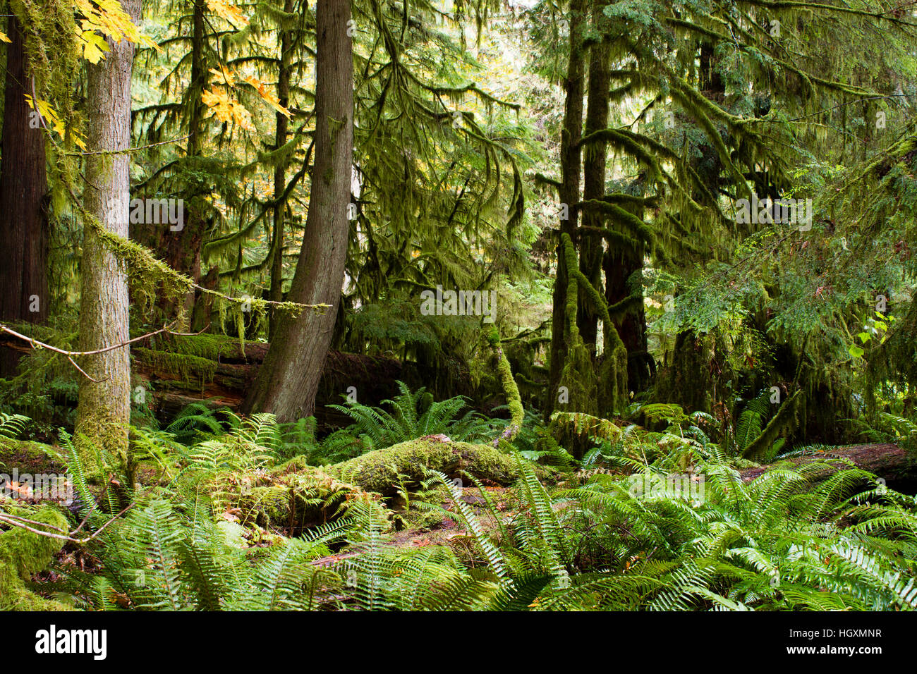 MacMillan Provincial Park is a provincial park on Vancouver Island