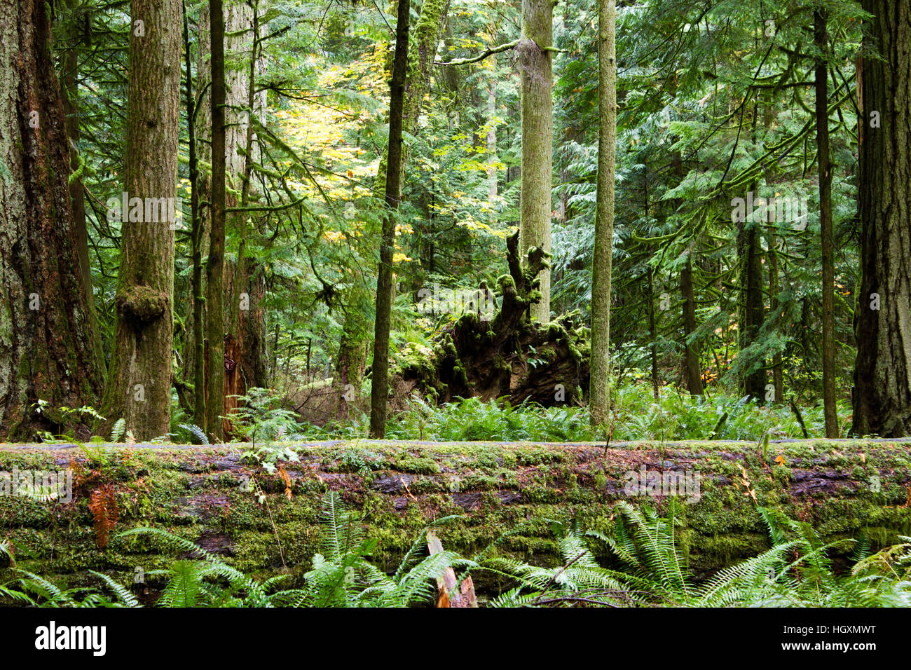 MacMillan Provincial Park is a provincial park on Vancouver Island