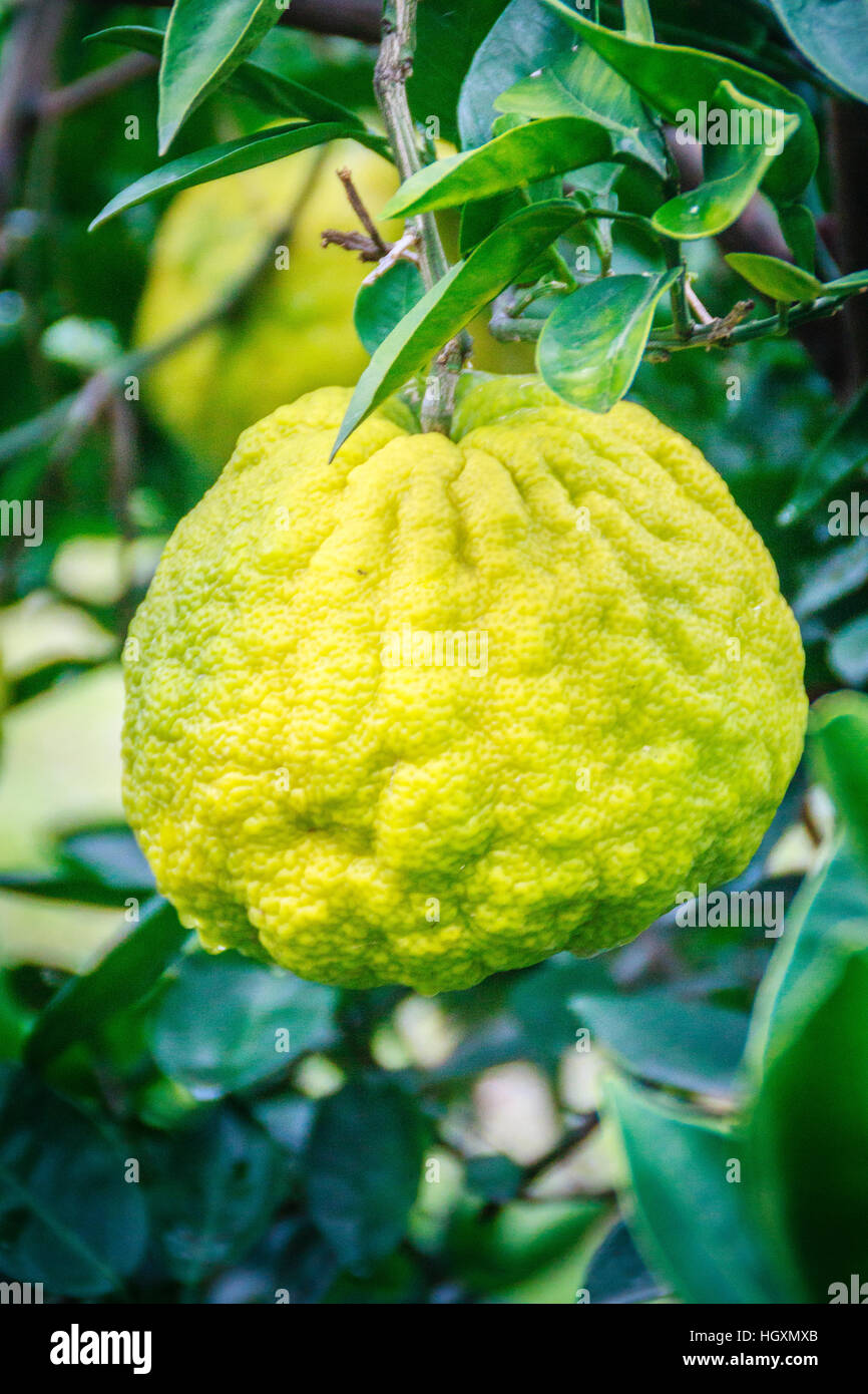 Close up Big Tangerine orange fruit in orange farm at Jeju island