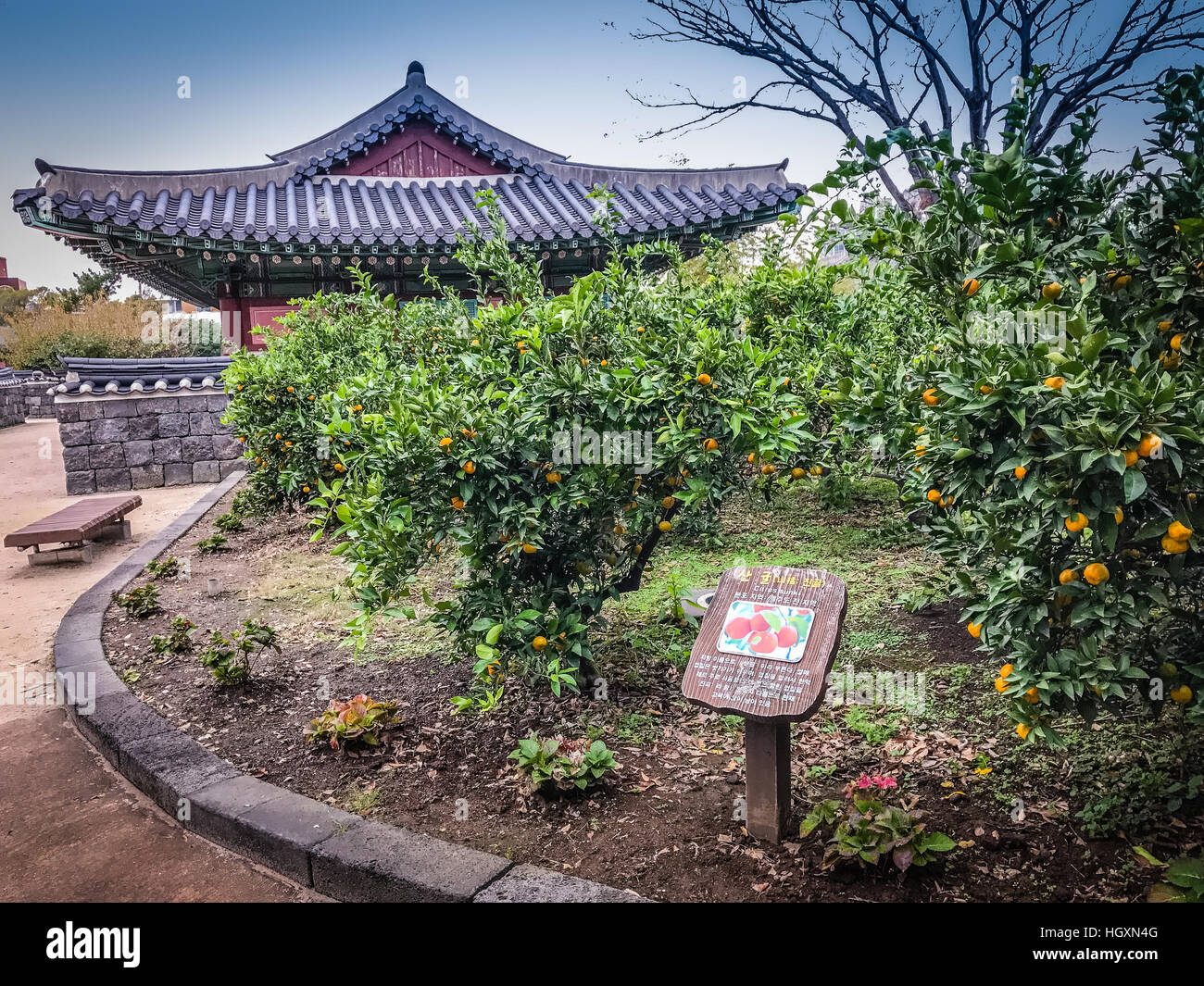 Tangerine orange farm in Jeju island, South Korea Stock Photo Alamy