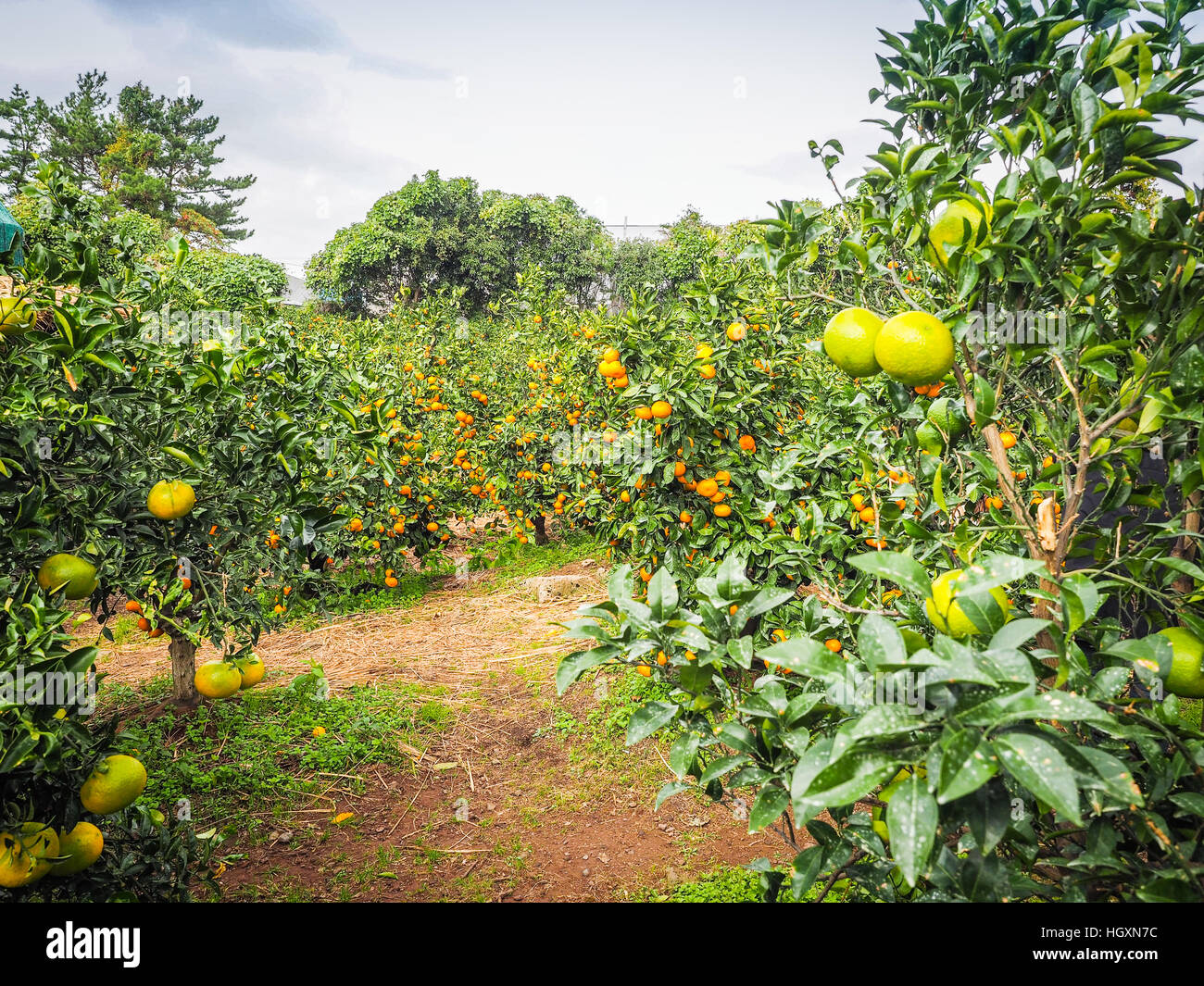 Tangerine orange farm in Jeju island, South Korea Stock Photo Alamy