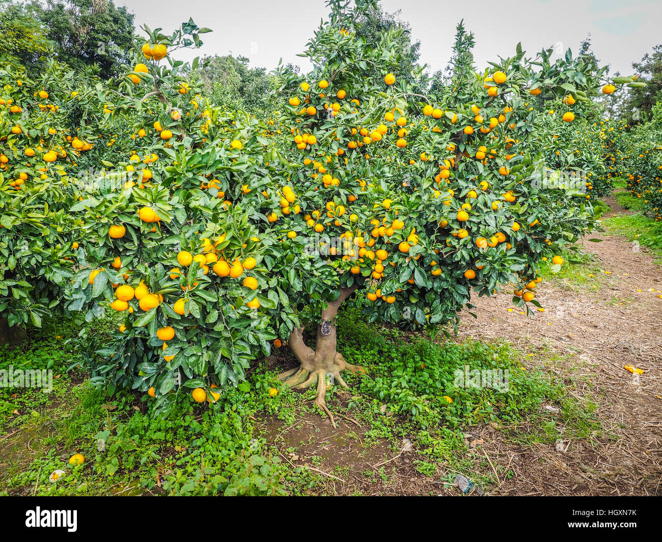 Tangerine orange farm in Jeju island, South Korea Stock Photo Alamy
