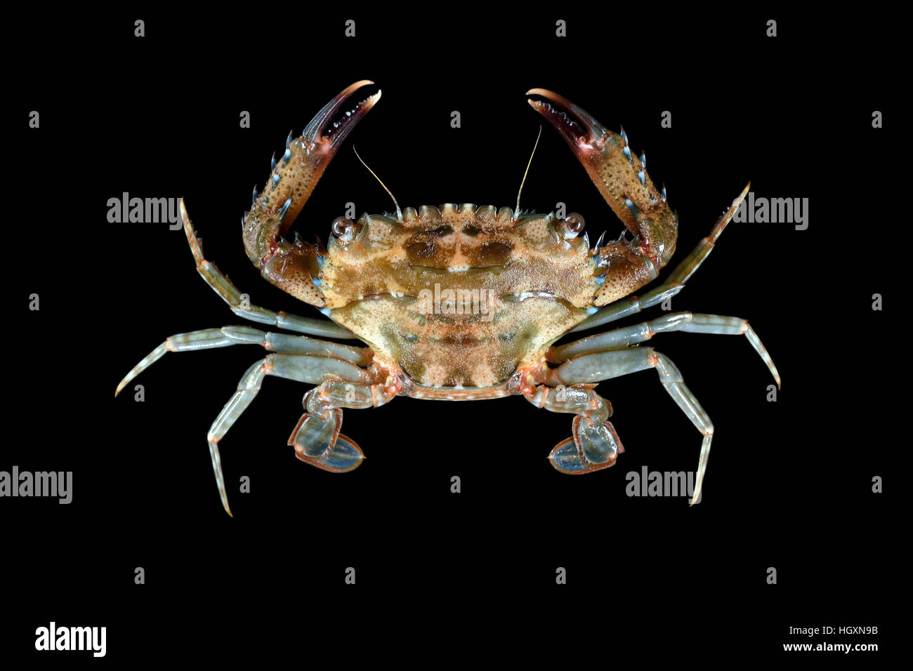 Shore portunid crab from Indonesia Stock Photo