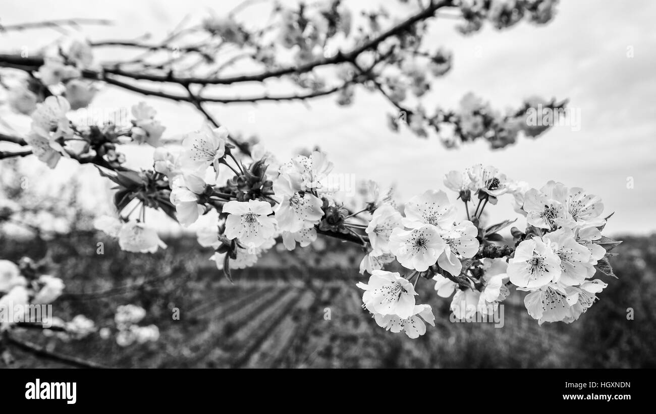 The white flowers of cherry blossom on the branches in spring. Stock Photo