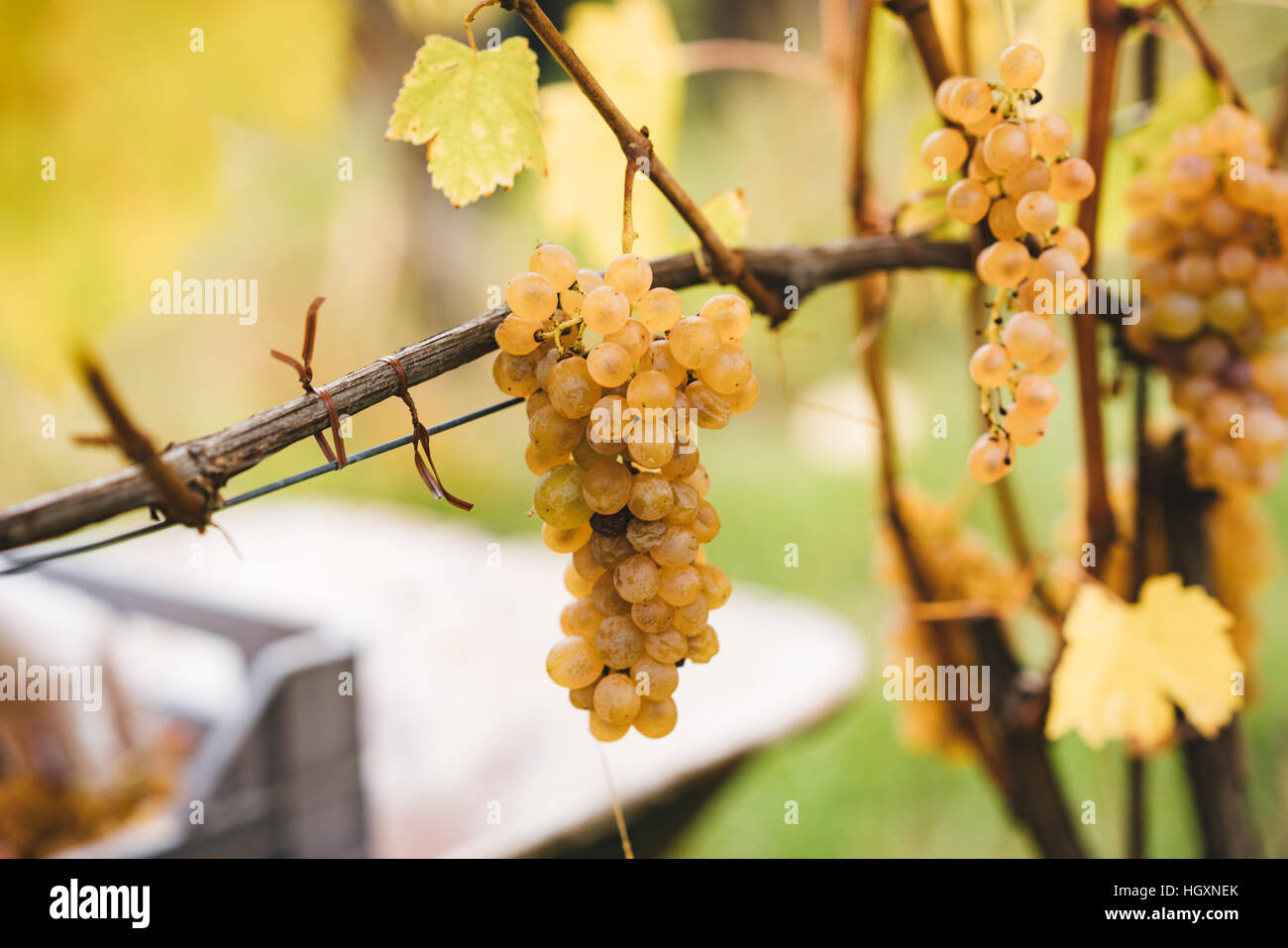 Bunch of grapes ready to be harvested in the Italian vineyards Stock Photo Alamy