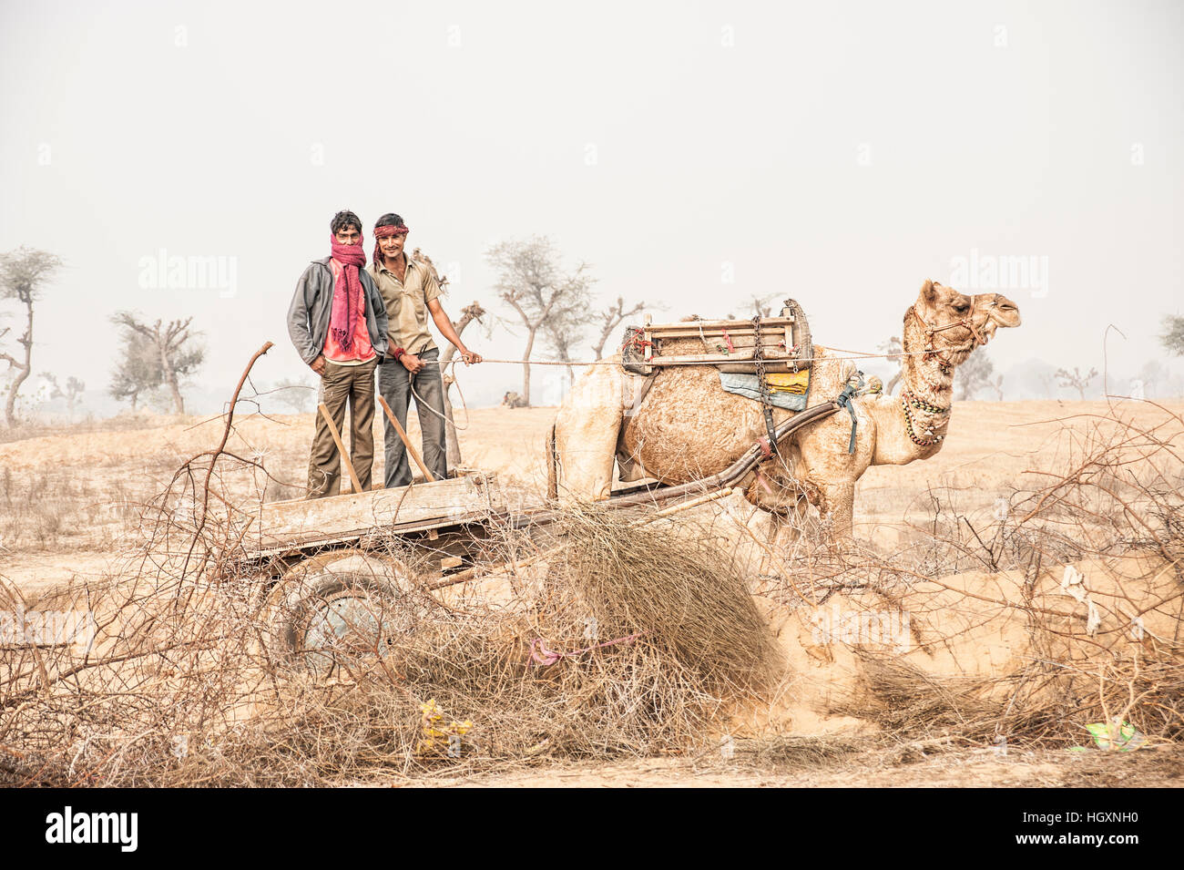 Two men standing on a cart as it is pulled by camel, Thar Desert, Rajasthan Stock Photo
