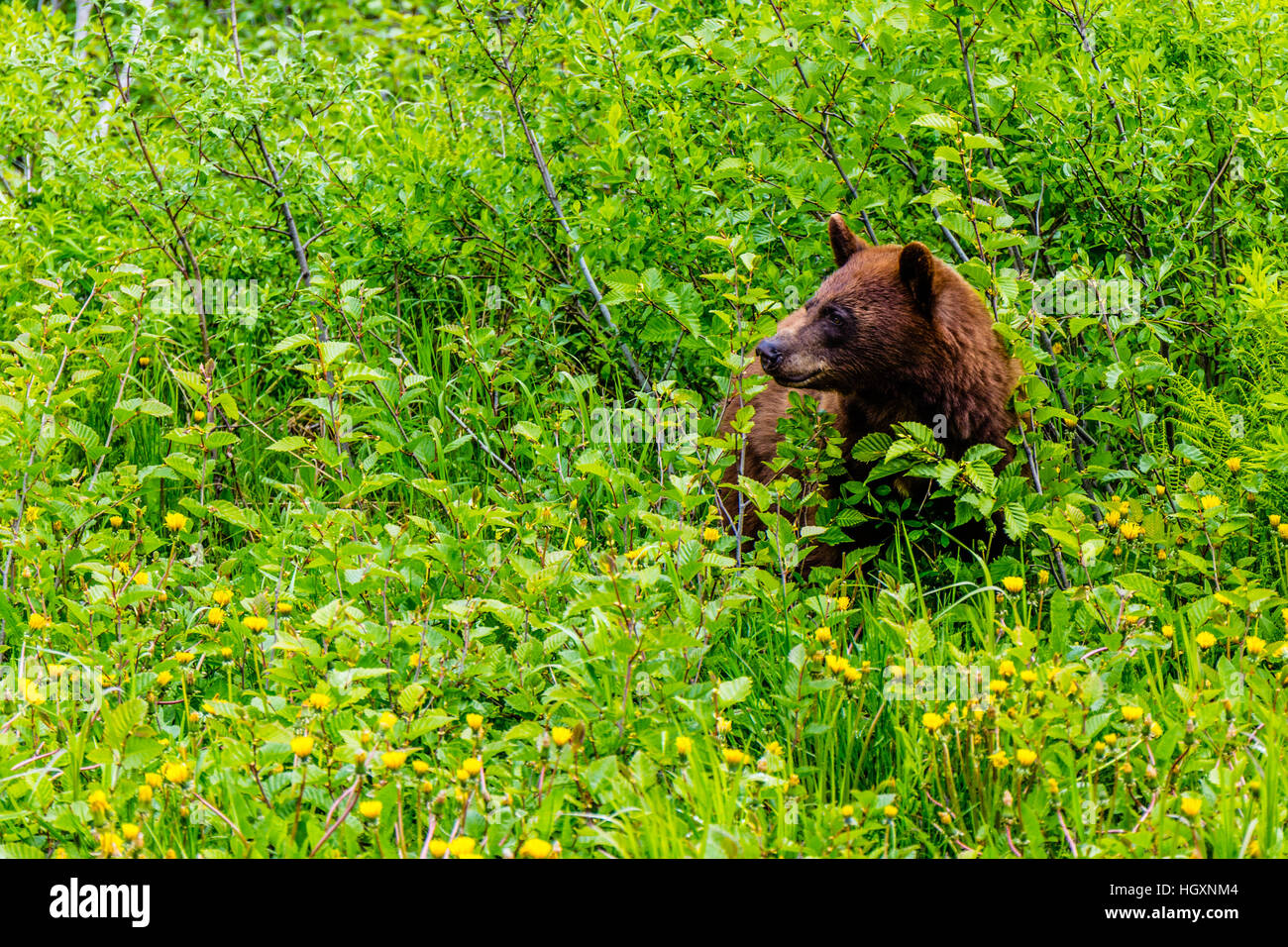 Us canada border forest hi-res stock photography and images - Alamy