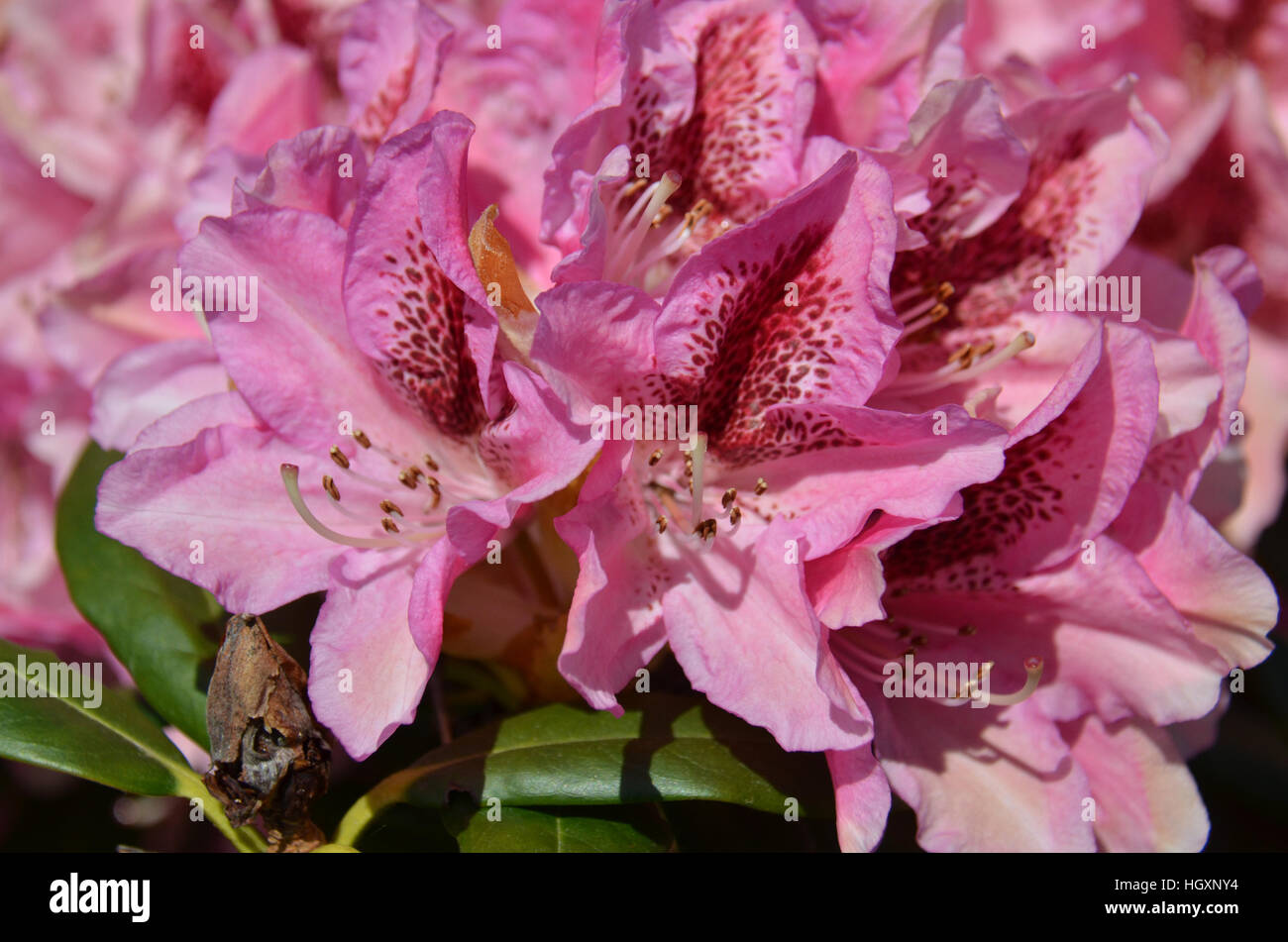 Rhododendron (Fam; Ericaceae) Stock Photo