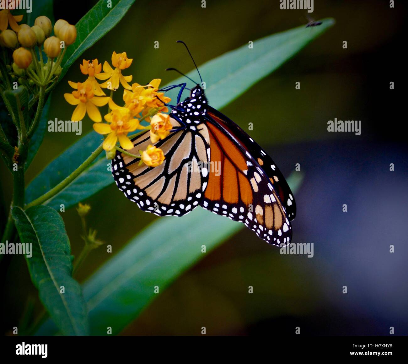 butterfly, monarch butterfly, on butterfly weed Stock Photo - Alamy