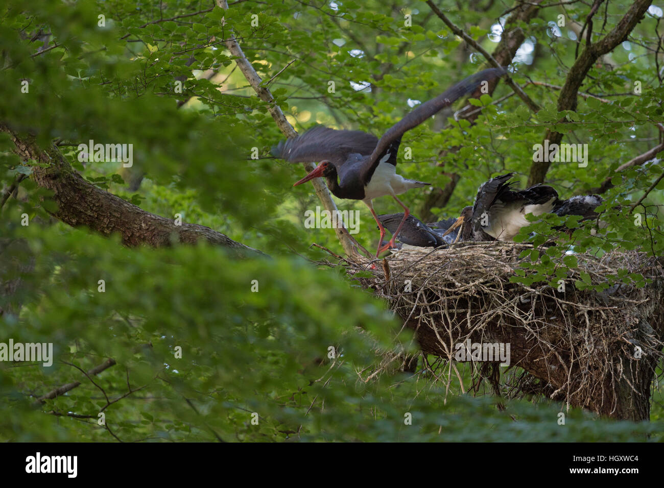 Black Stork ( Ciconia nigra ), adult, leaving its eyrie, nest, after feeding its chicks, its offspring, taking off, wildlife. Stock Photo