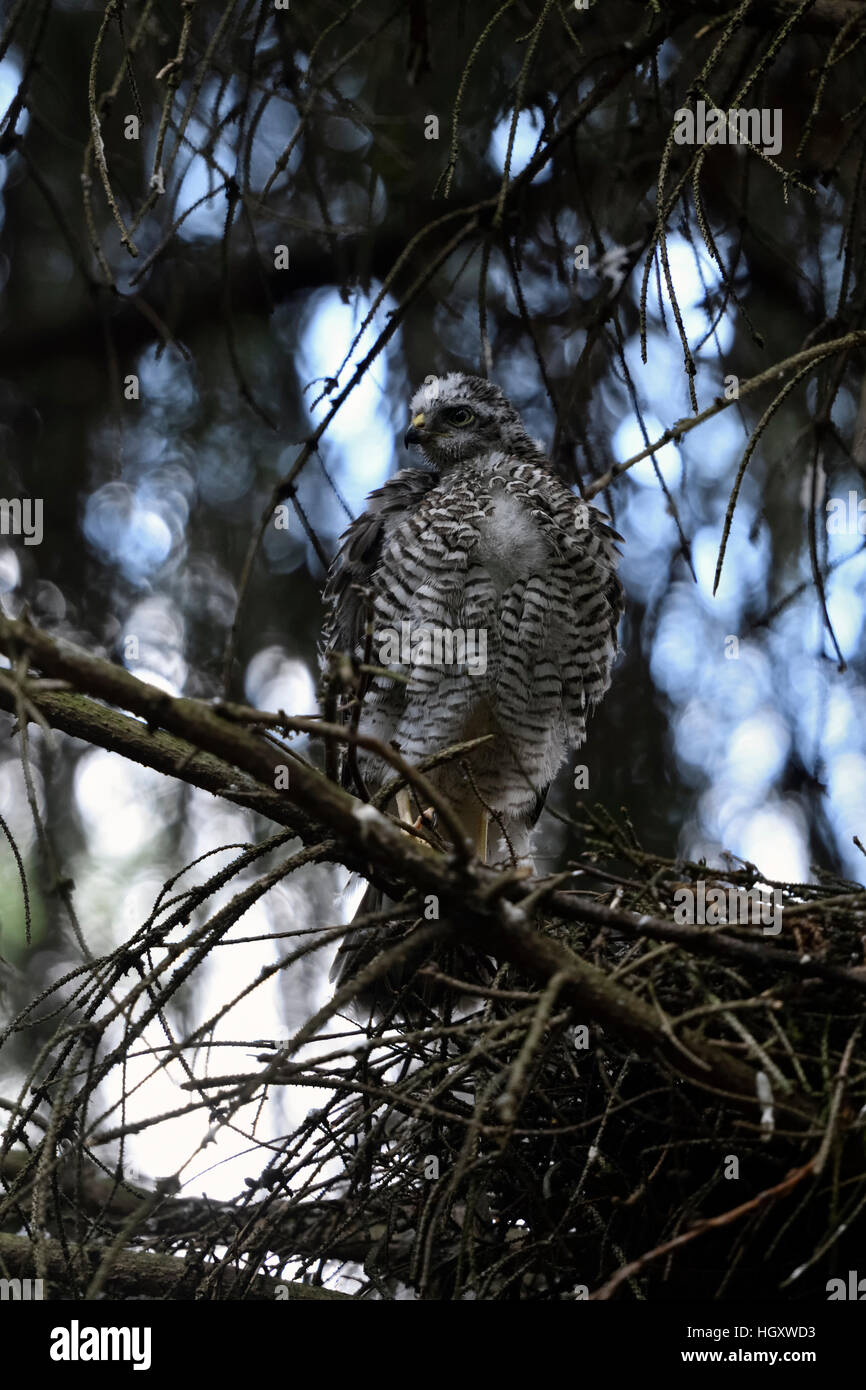 Sparrowhawk / Sperber ( Accipiter nisus ), just fledged, young male, perched on a branch next to its eyrie, watching aside. Stock Photo