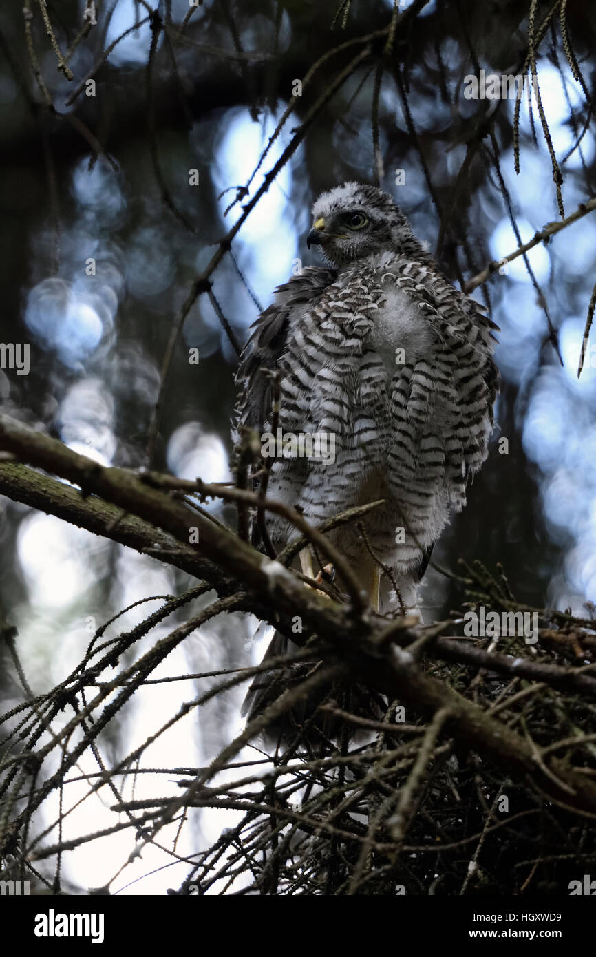Sparrowhawk / Sperber ( Accipiter nisus ), just fledged, young male, perched on a branch next to its eyrie, watching aside. Stock Photo