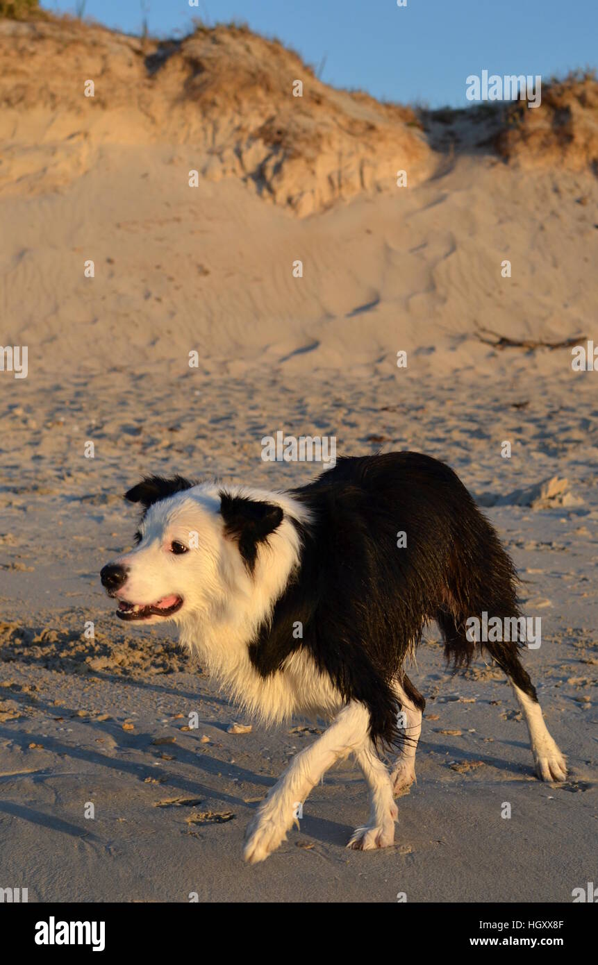 how often does a border collie need to be walked