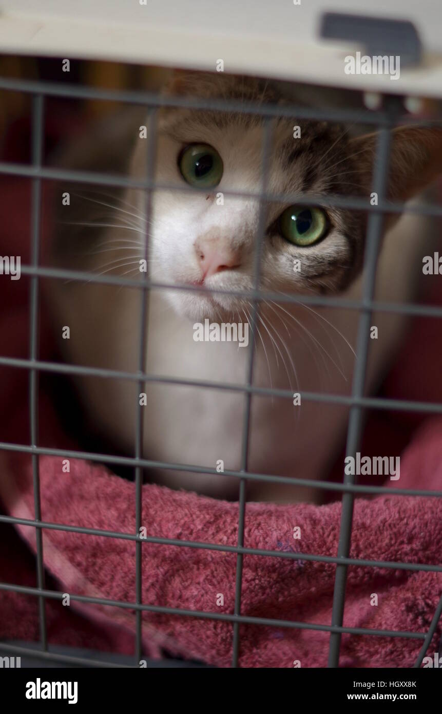 A bicolor tabby cat in a cat carrier, looking through the grid door Stock Photo