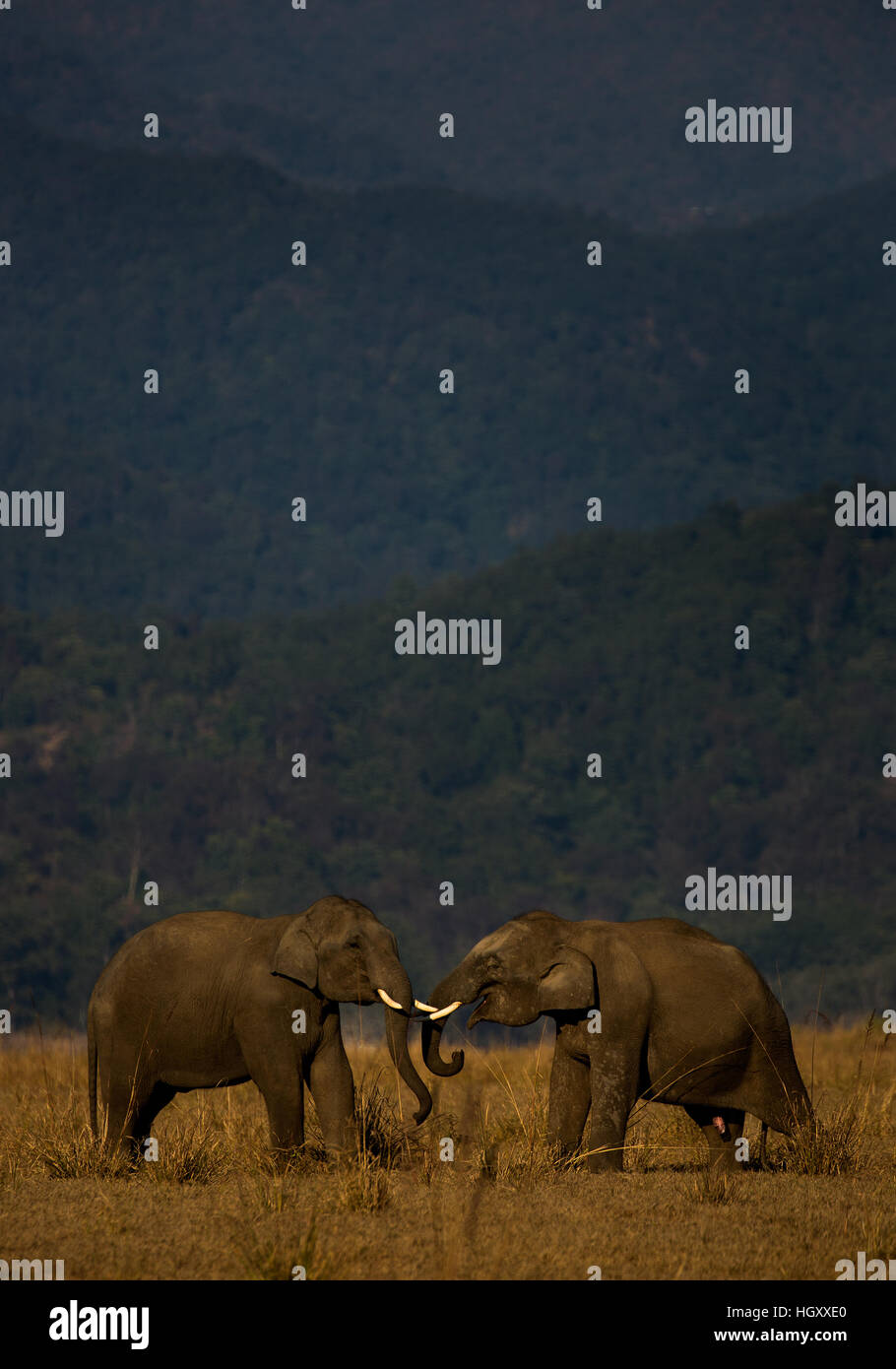 Young tuskers play fighting in Corbett National Park Stock Photo