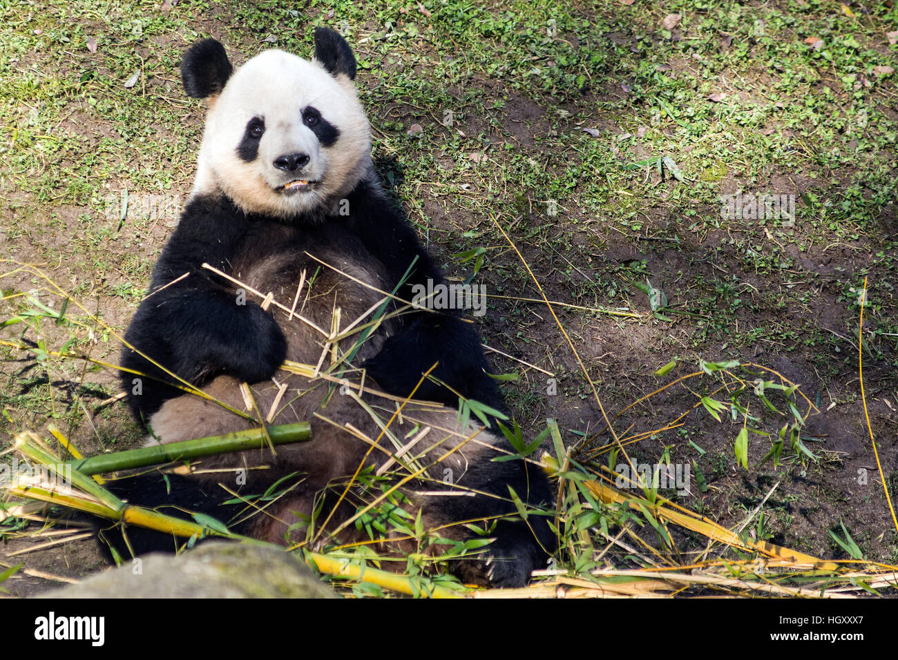 Panda bear eating bamboo at Madrid Zoo Aquarium Stock Photo