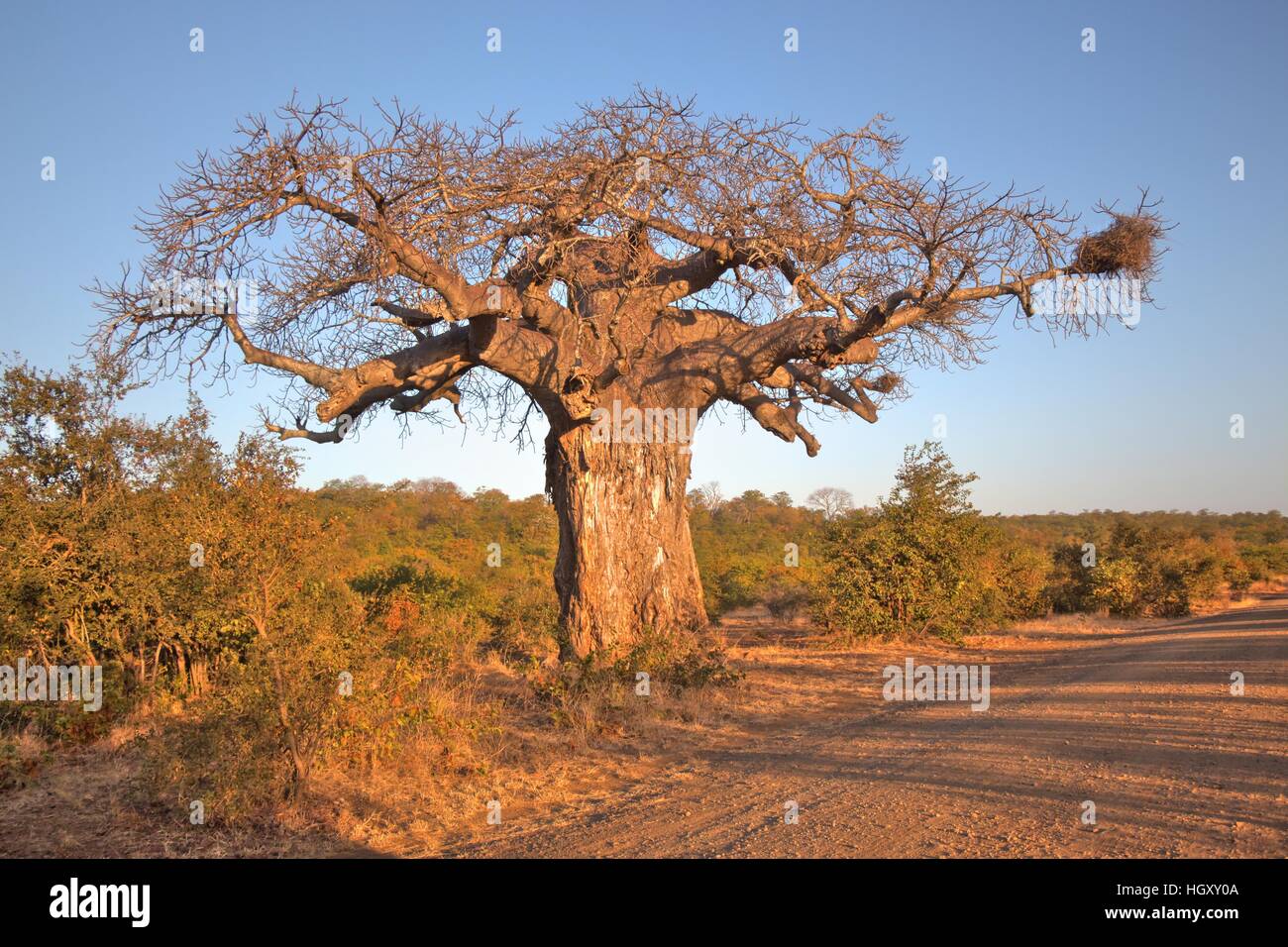 A magnificent Baobab tree on the side of a dust road in Kruger National Park, Mpumalanga. Stock Photo