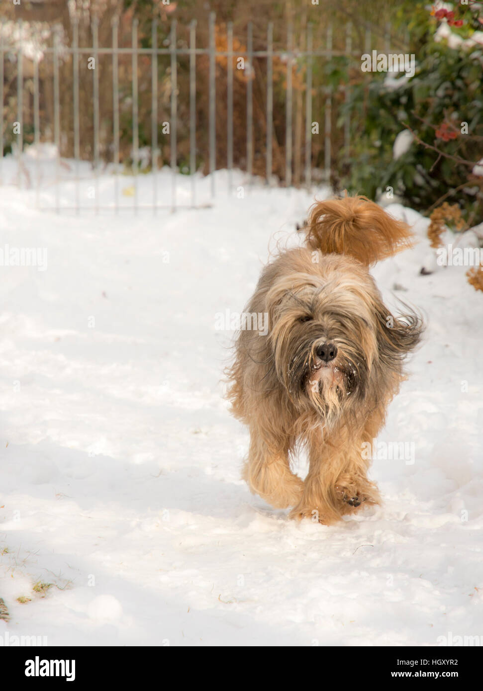 Purebred Tibetan terrier dog running in the snow. Stock Photo