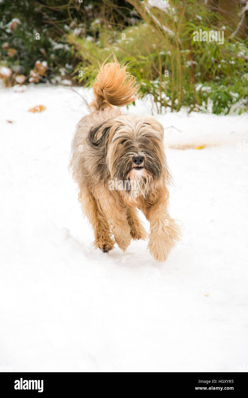 Purebred Tibetan terrier dog running and jumping in the snow. Stock Photo