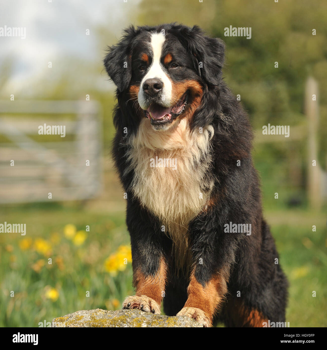 bernese mountain dog Stock Photo - Alamy