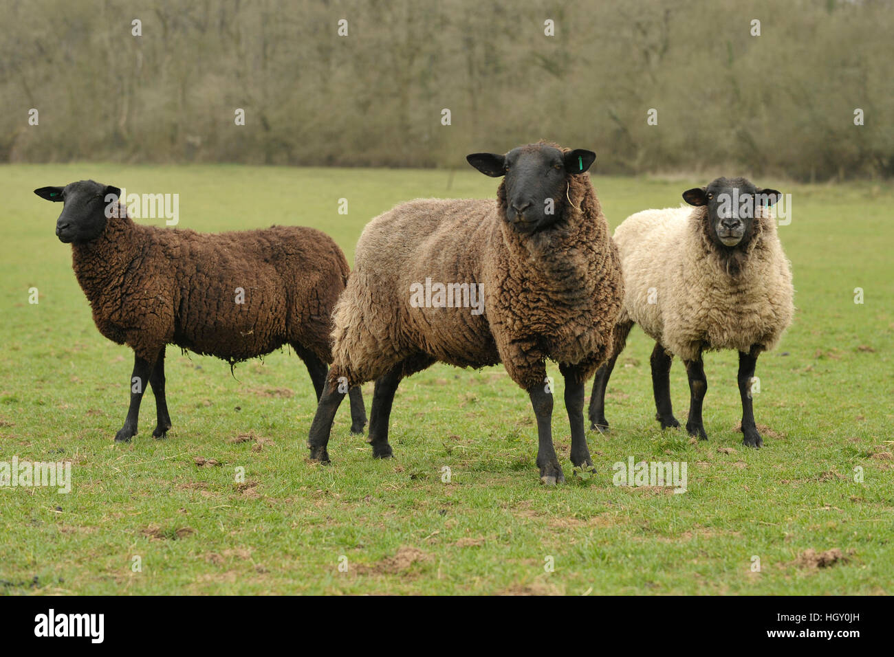 zwartbles x suffolk sheep Stock Photo