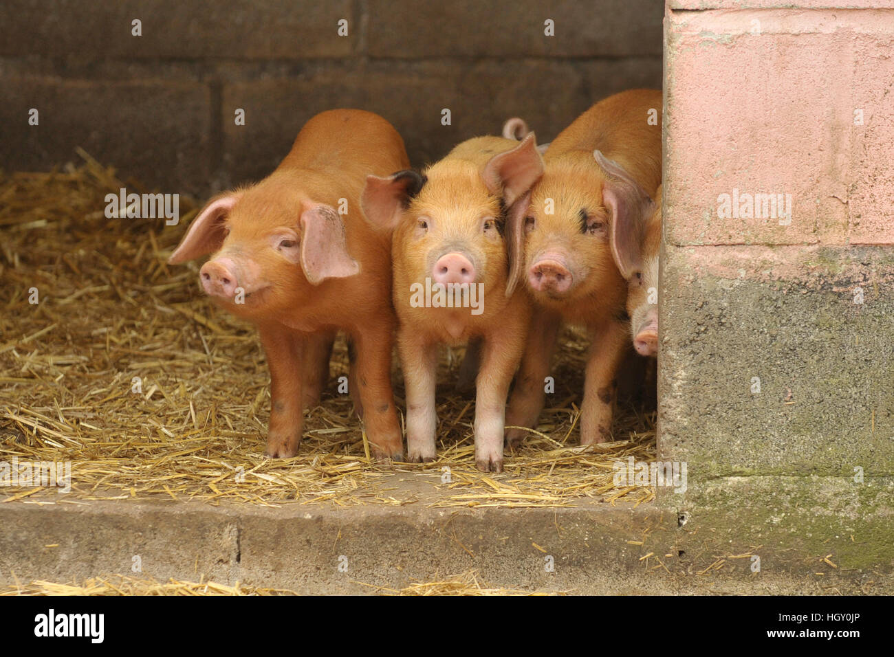 tamworth piglets 3 weeks old. Stock Photo