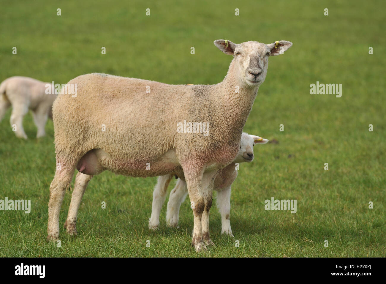 ewe with lambs Stock Photo