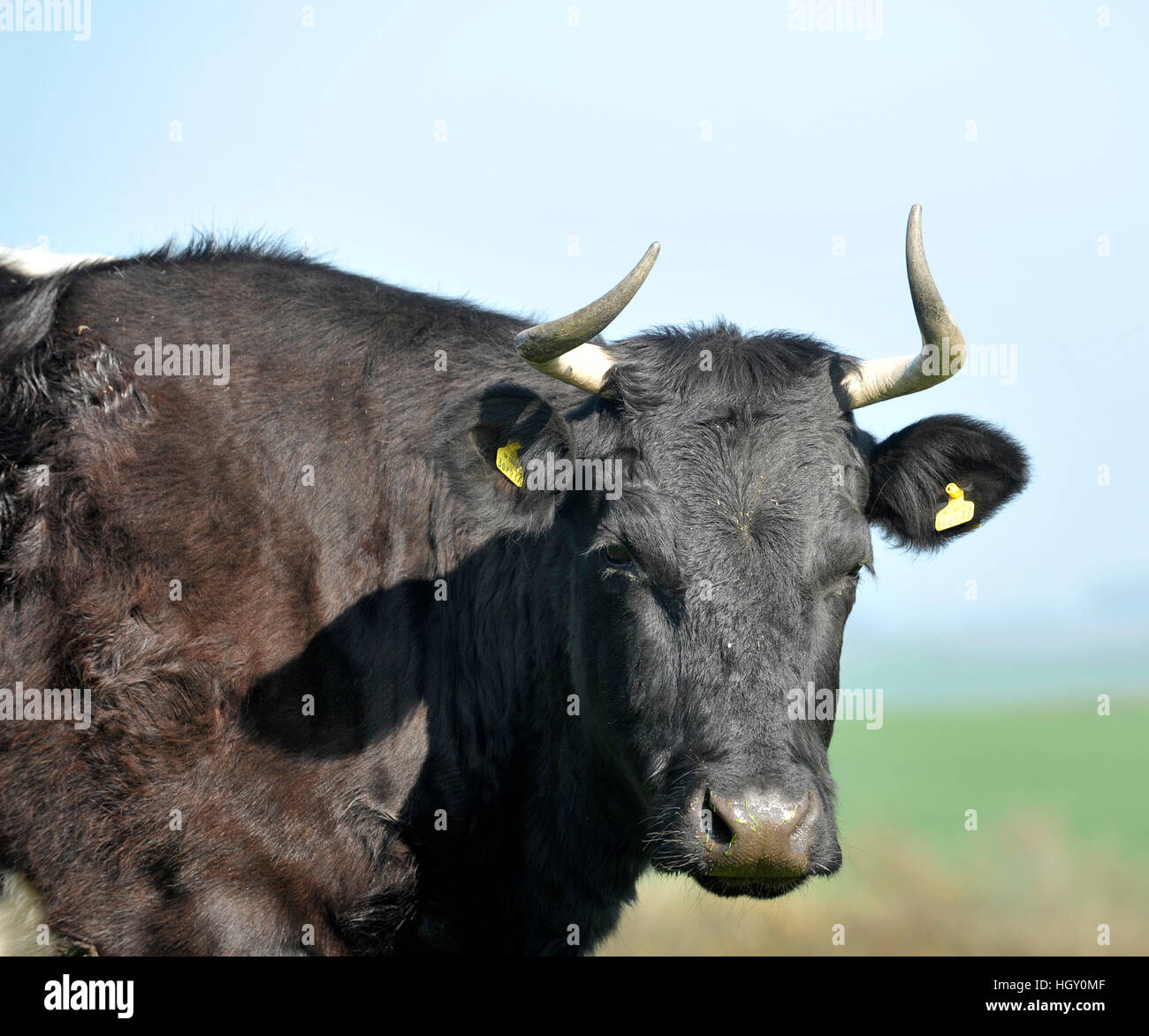 pedigree gloucester cow Stock Photo