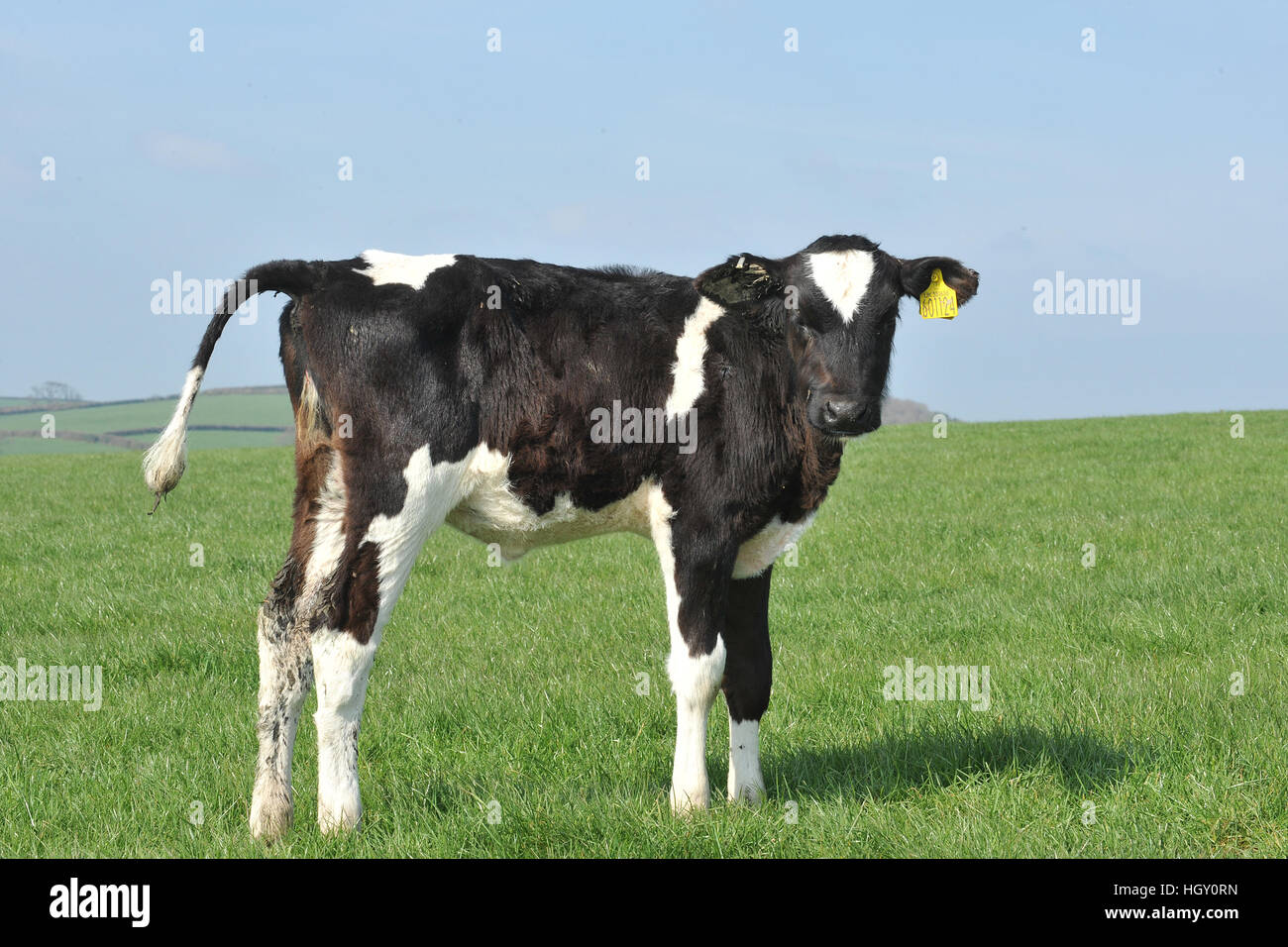Holstein cow female calf hires stock photography and images Alamy