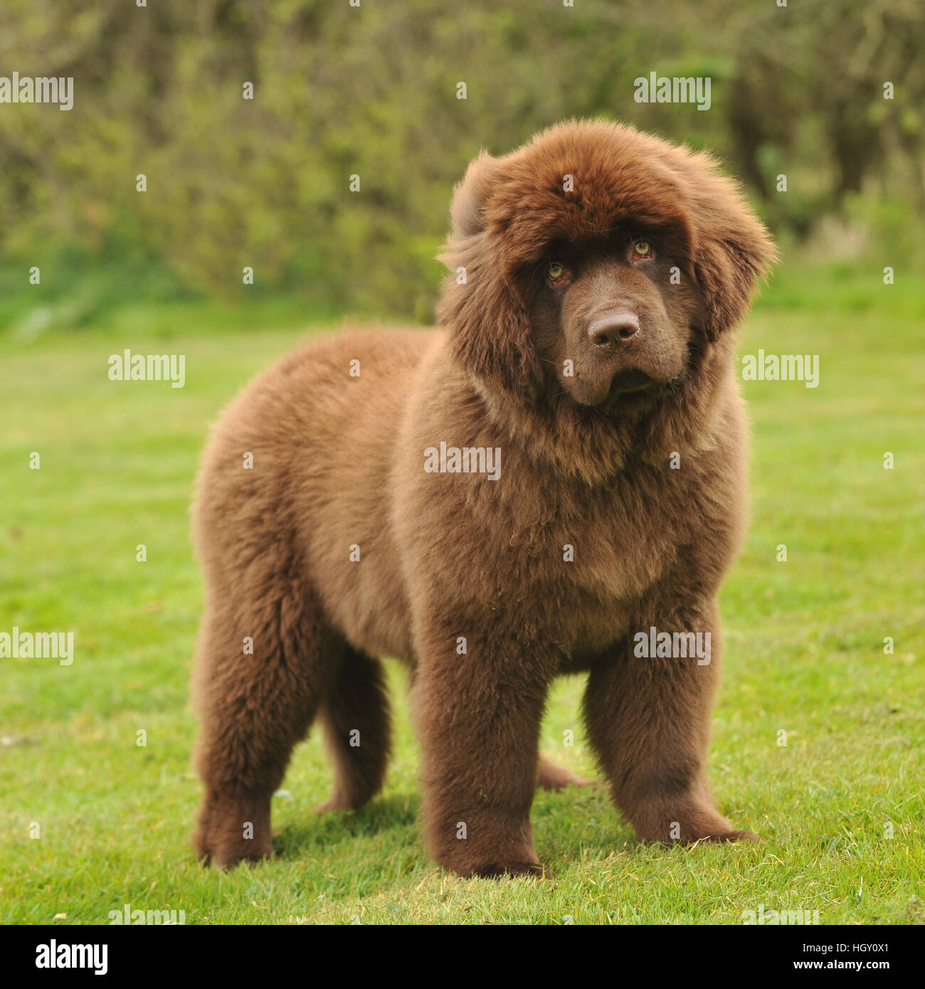 newfoundland puppy Stock Photo Alamy