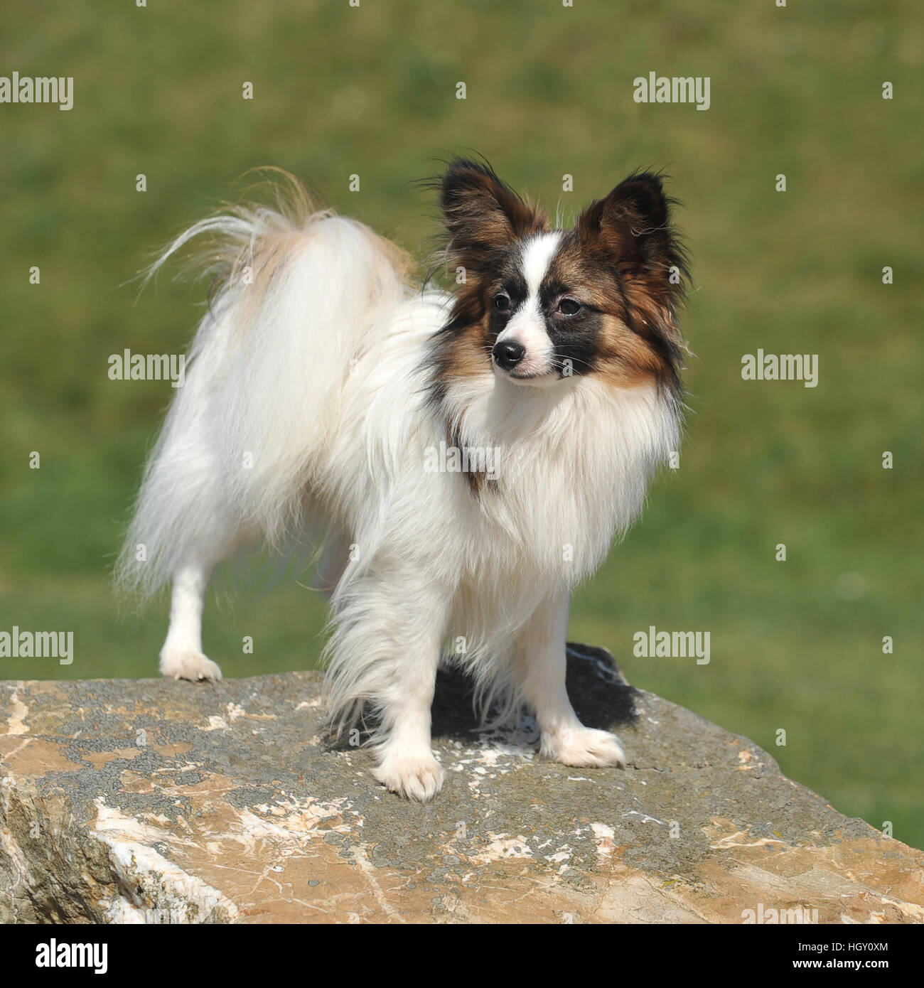 Toy Spaniel High Resolution Stock Photography And Images Alamy
