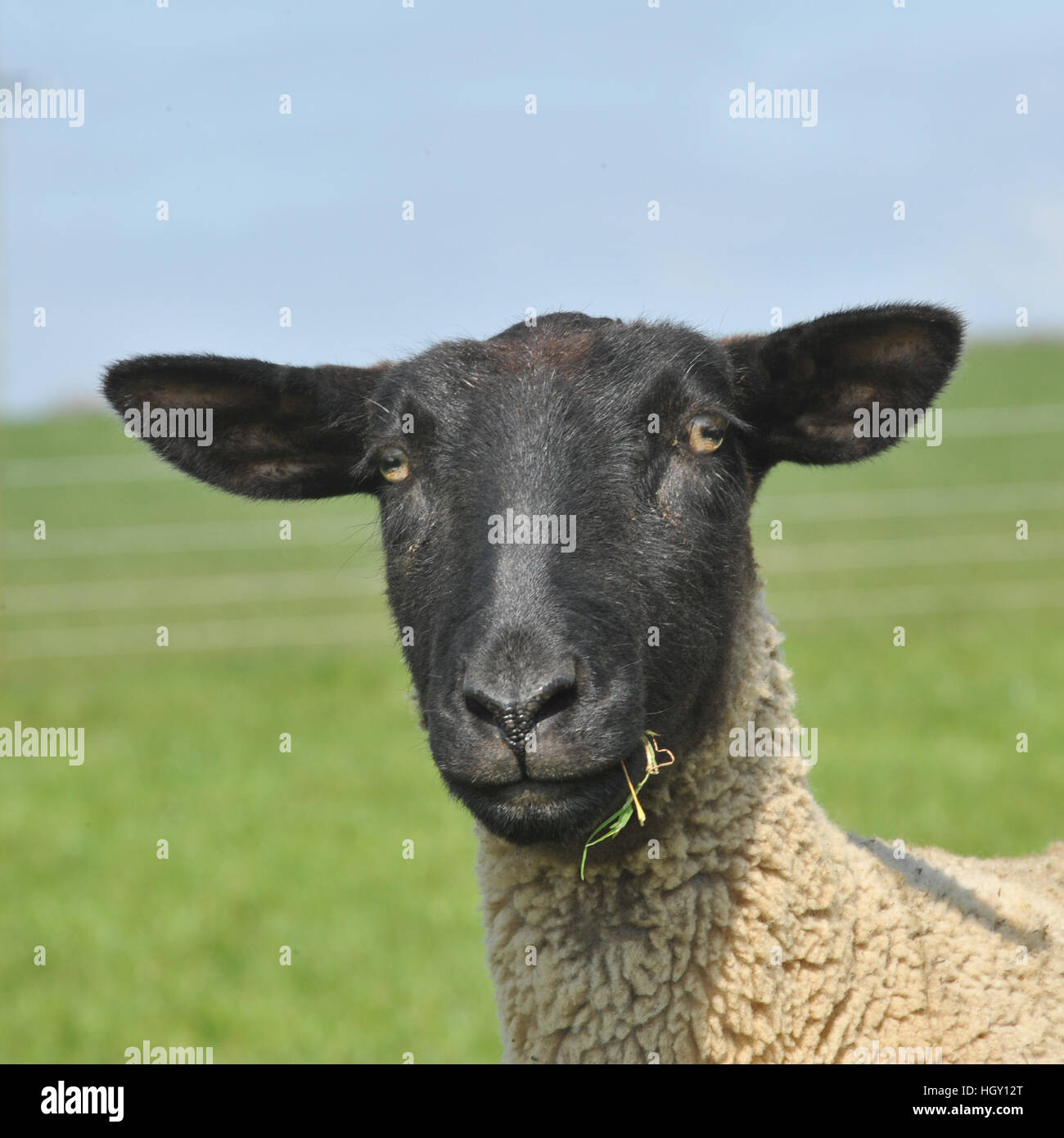 suffok  ewe Stock Photo